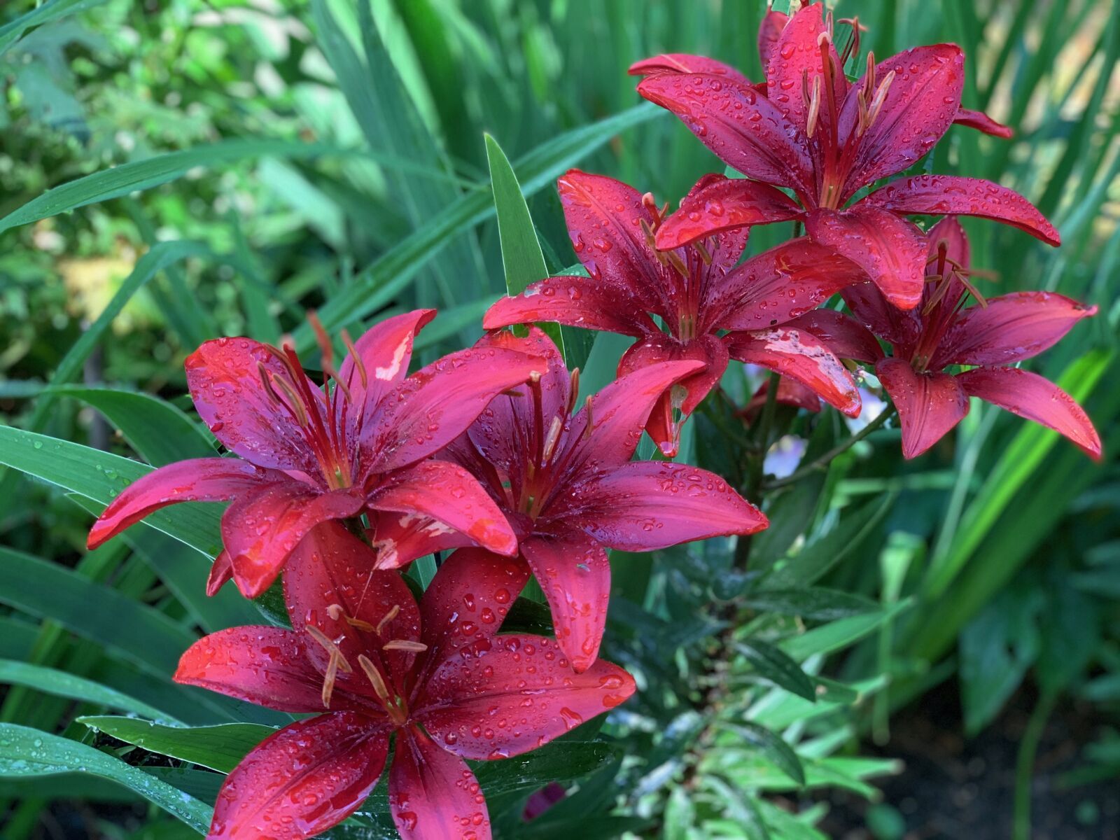 Apple iPhone XS + iPhone XS back dual camera 6mm f/2.4 sample photo. Red, lilies, red lily photography