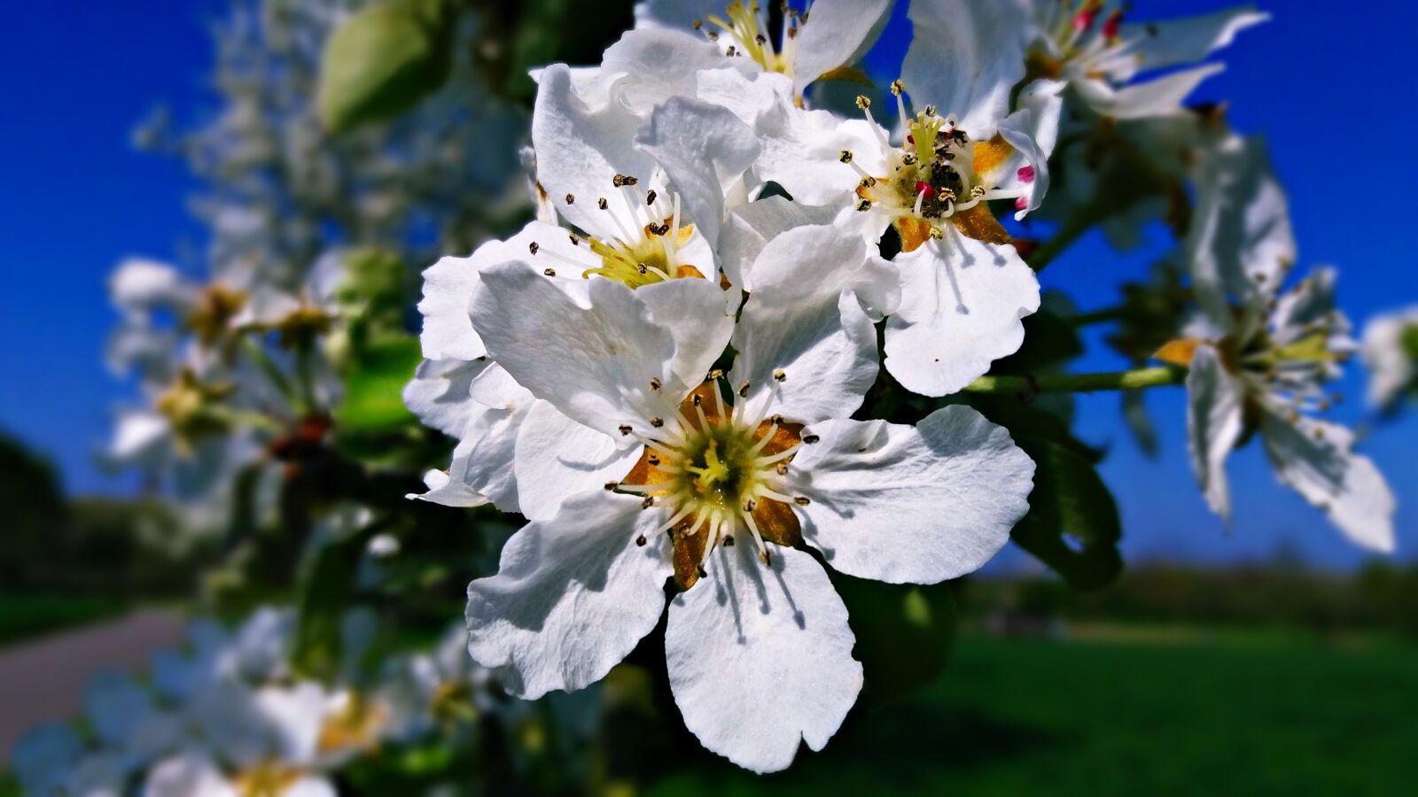 Samsung Galaxy J5 sample photo. Spring, flower, nature photography