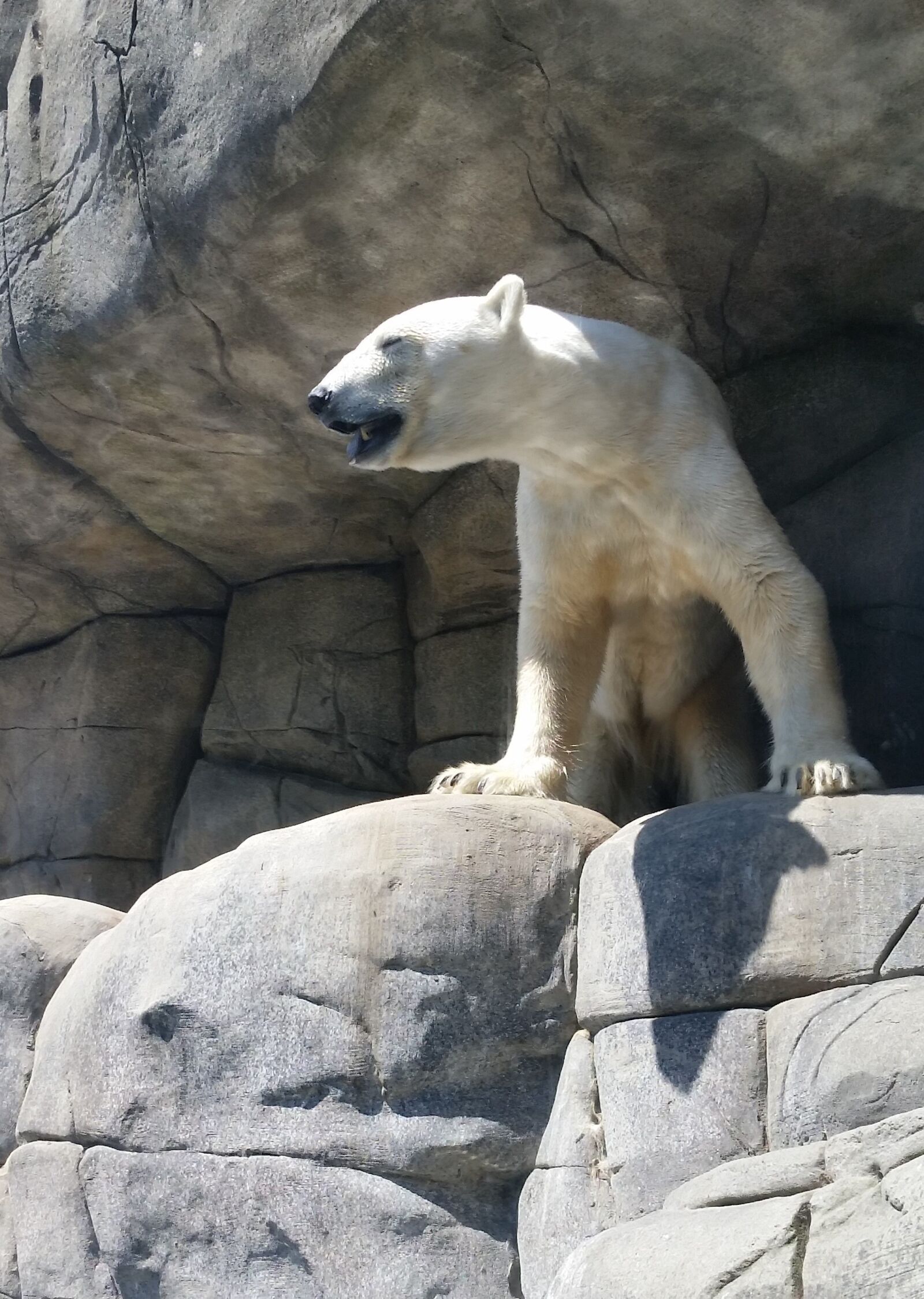 Samsung Galaxy S5 sample photo. Polar bear, zoo, hamburg photography