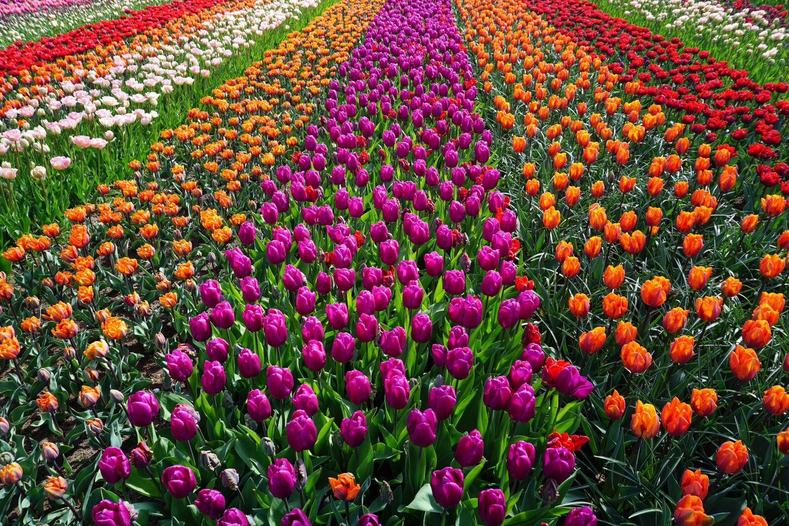 Sony a5100 sample photo. Field of flowers, tulips photography