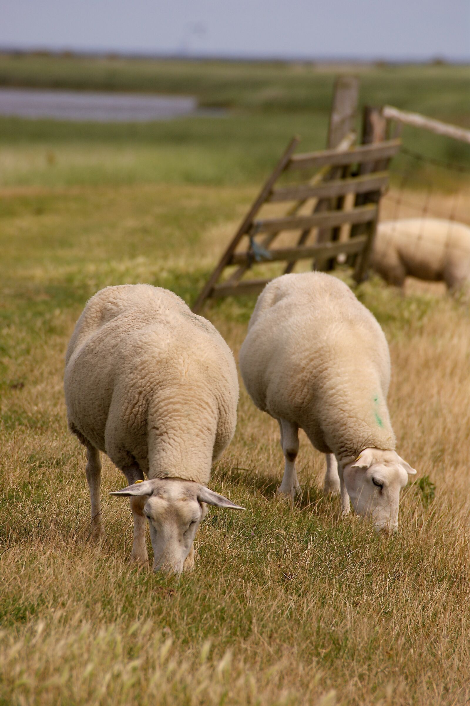 Sony Alpha DSLR-A350 sample photo. Sheep, animal, wool photography