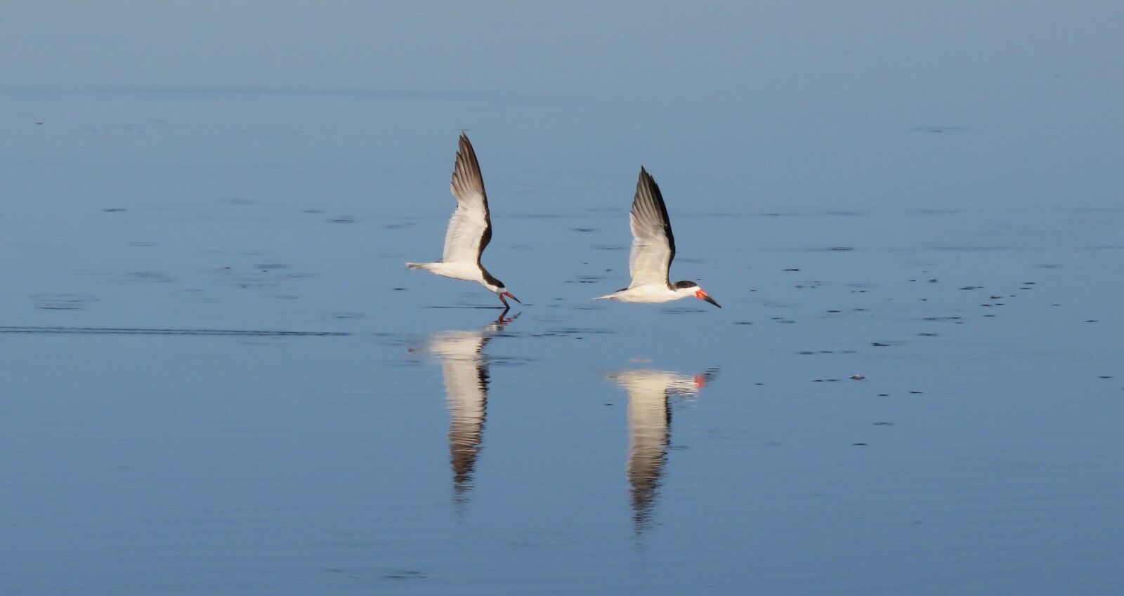 Canon PowerShot SX60 HS sample photo. Birds, skimmers, black photography