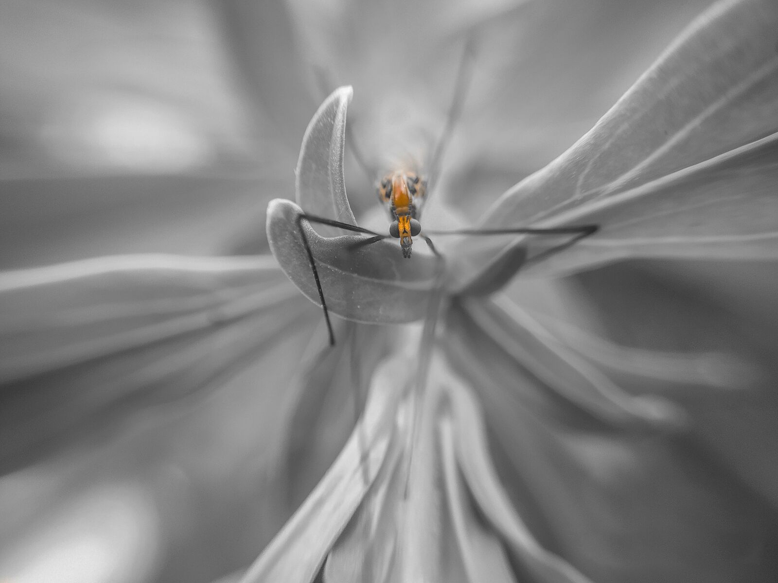 Xiaomi Redmi Note 8 sample photo. Incest, black white, nature photography