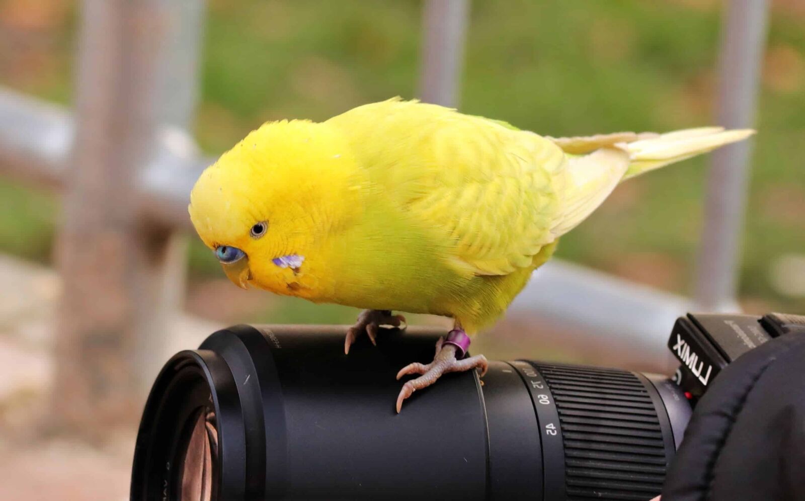 Canon EOS 80D sample photo. Bird, animal, photo camera photography