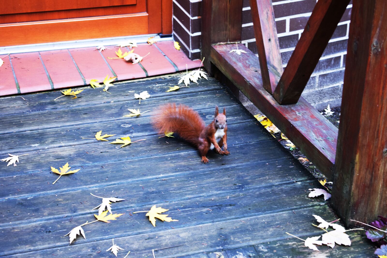 Nikon D3300 sample photo. The squirrel, park, ruda photography