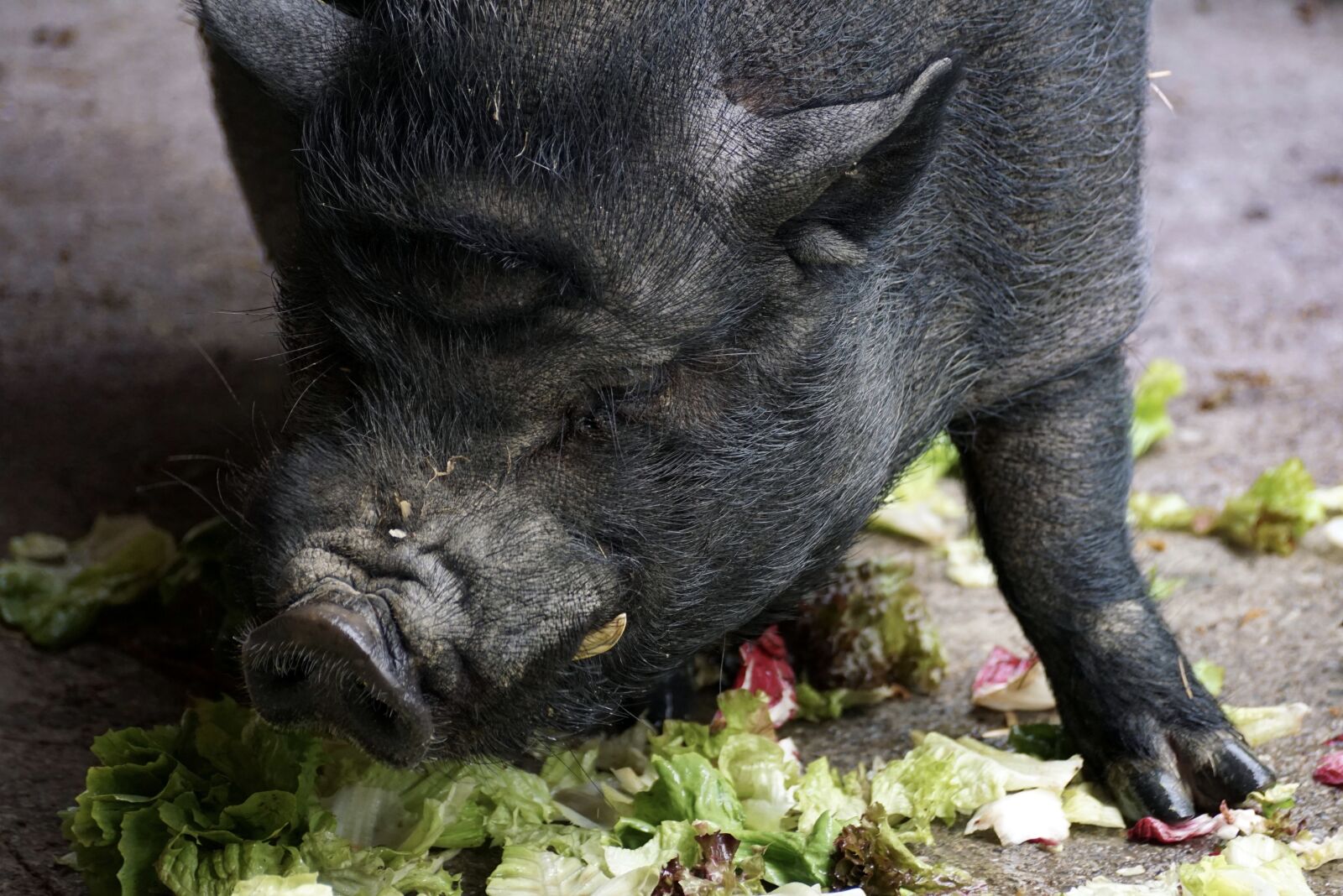 Sony DT 55-300mm F4.5-5.6 SAM sample photo. Pot bellied pig, pig photography