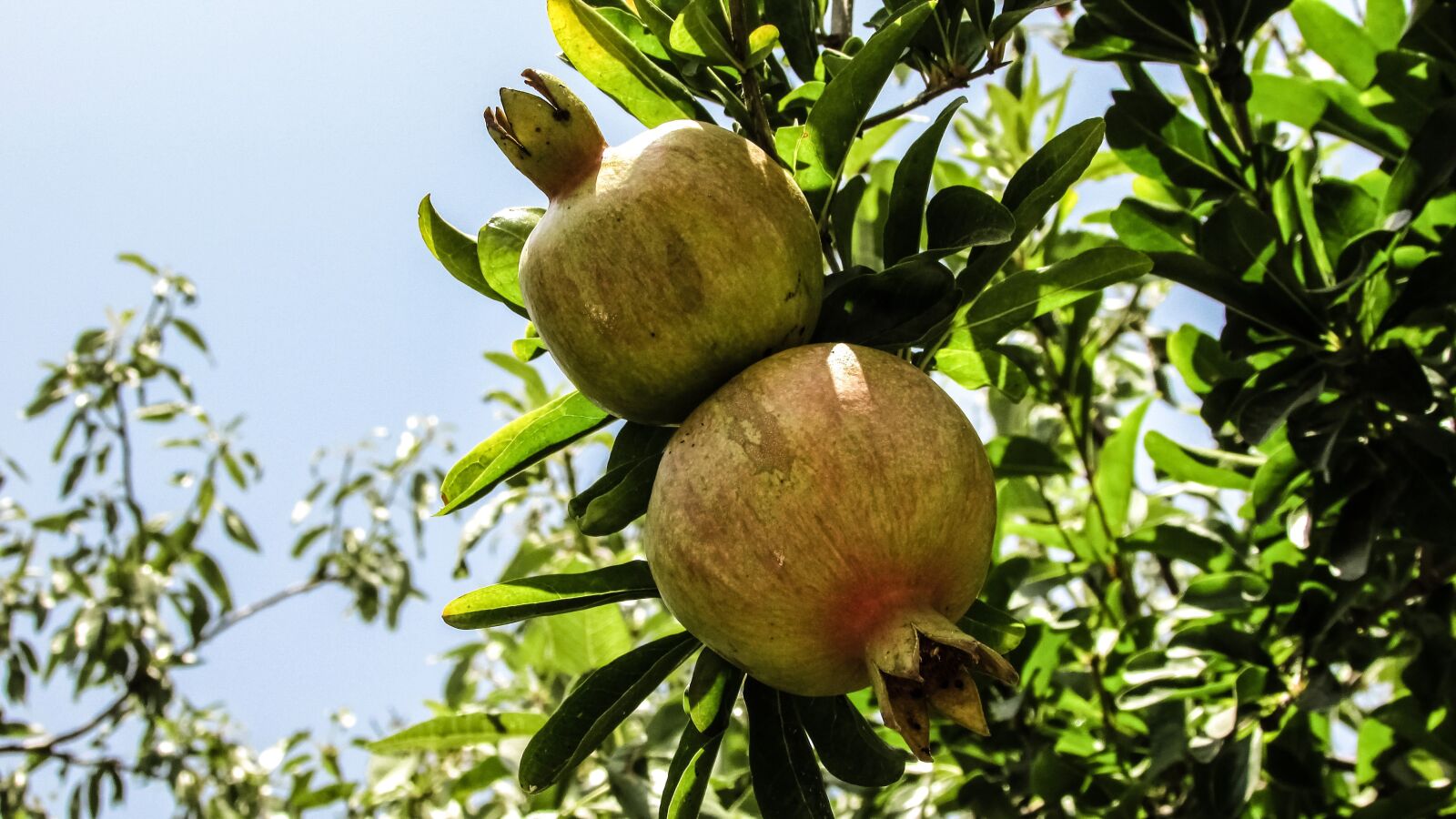 Canon PowerShot SX400 IS sample photo. Pomegranate, fruit, tree photography