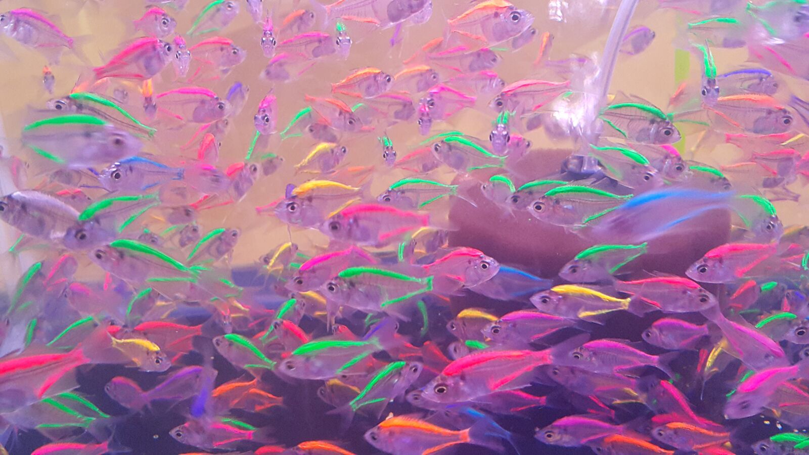 Samsung Galaxy Note4 sample photo. Fish, fluorescent, light photography