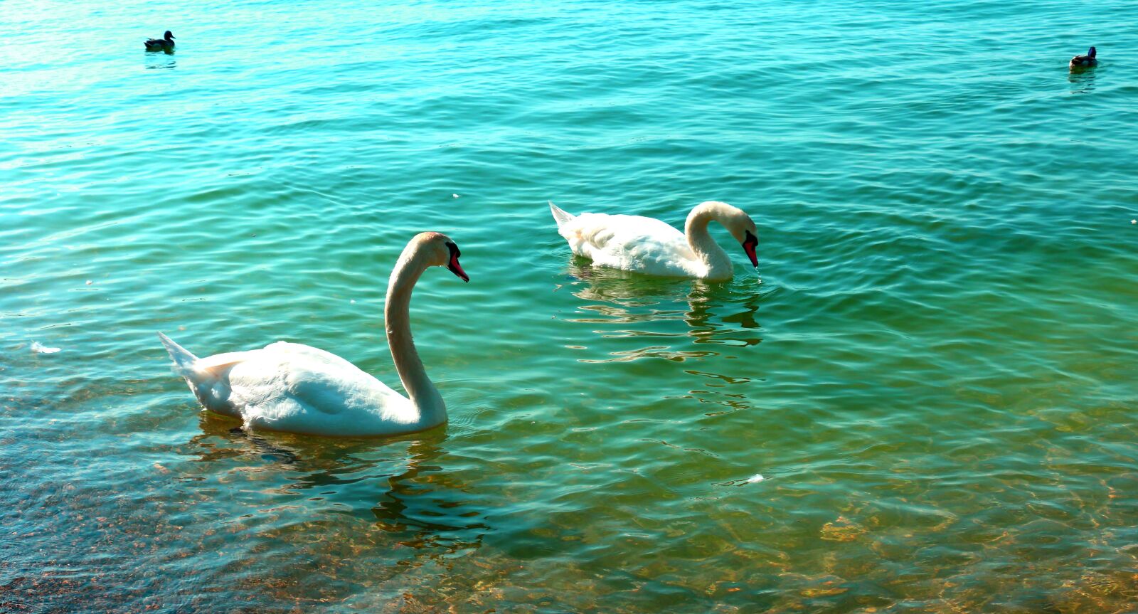 Canon EOS 70D sample photo. Lake, nature, water photography