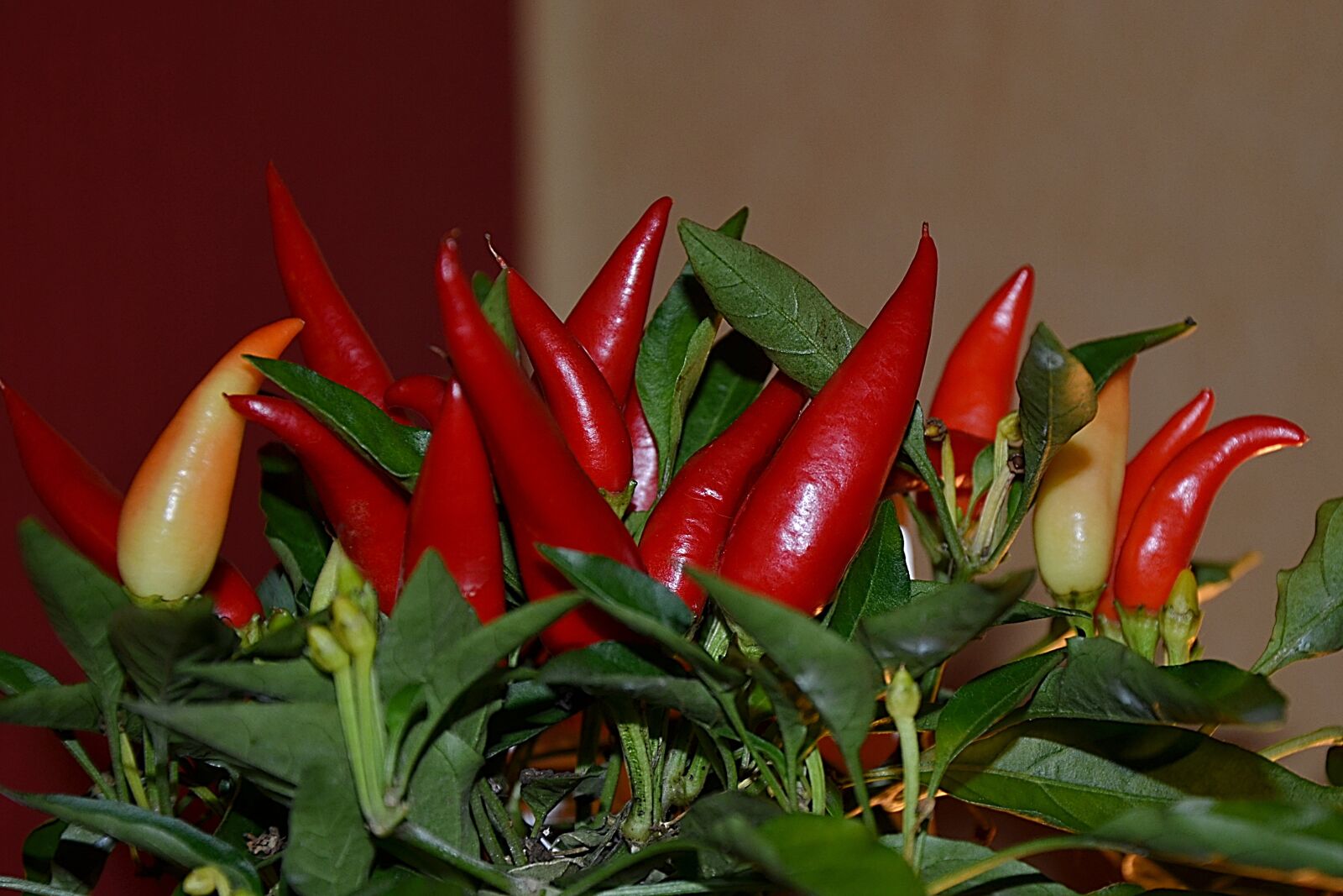 Nikon D5100 sample photo. Pepperoni, red, sharp photography