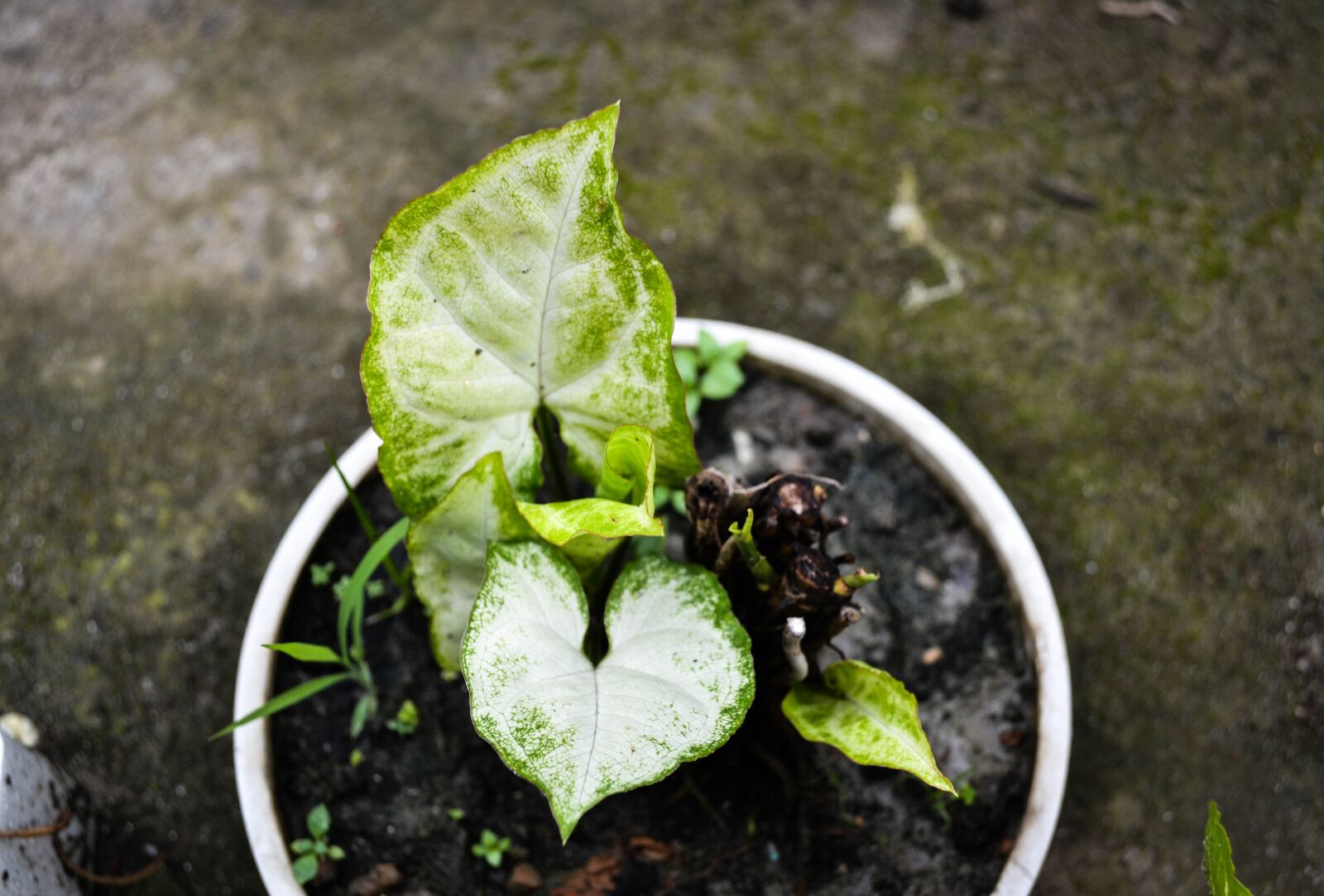 Nikon D3100 sample photo. Flowers, plants, nature photography