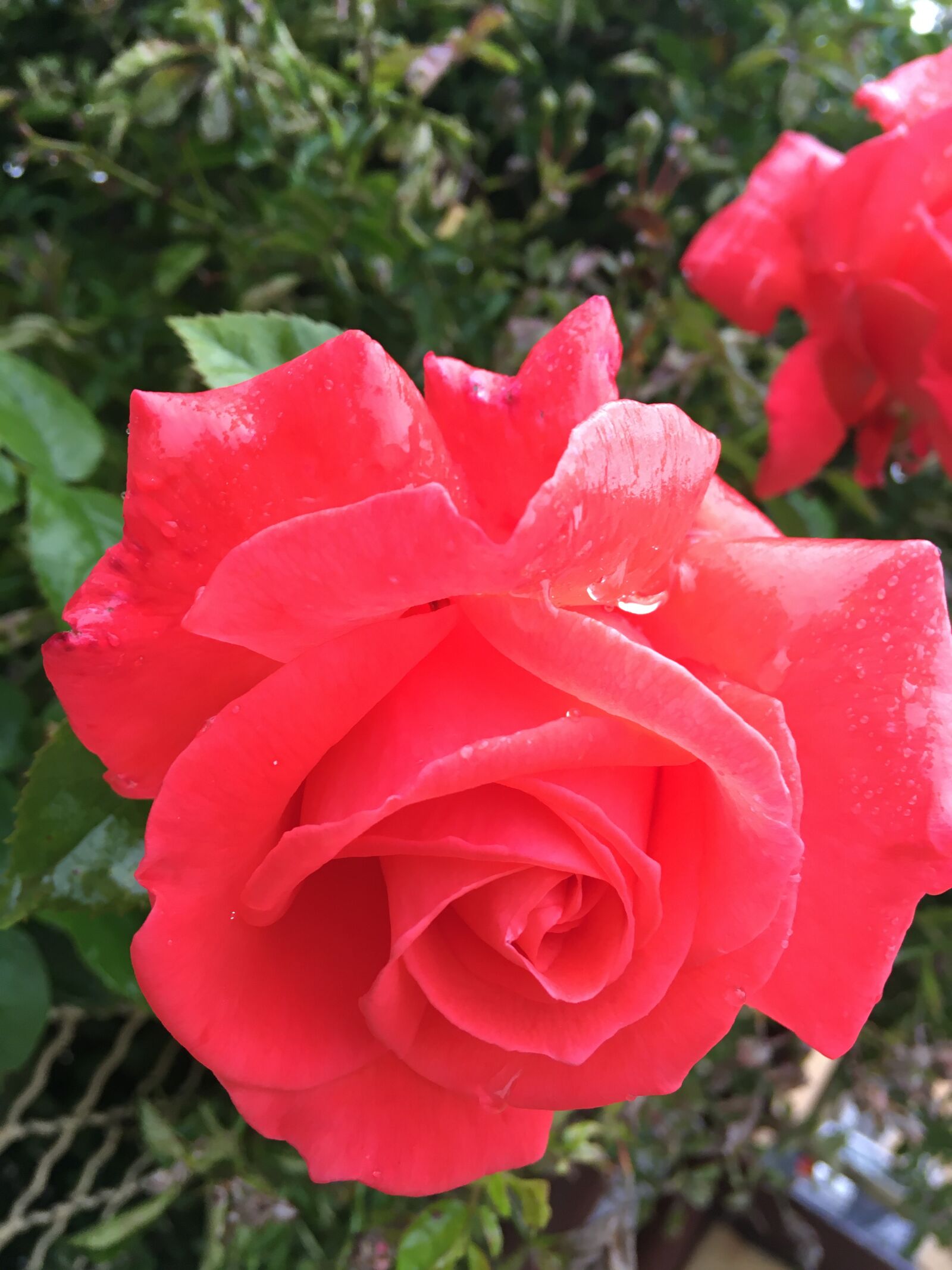 iPhone SE back camera 4.15mm f/2.2 sample photo. Rose, red, flower photography
