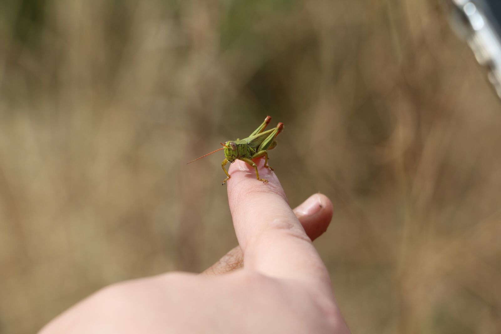 Canon EOS 70D sample photo. Trail, hiking, path photography