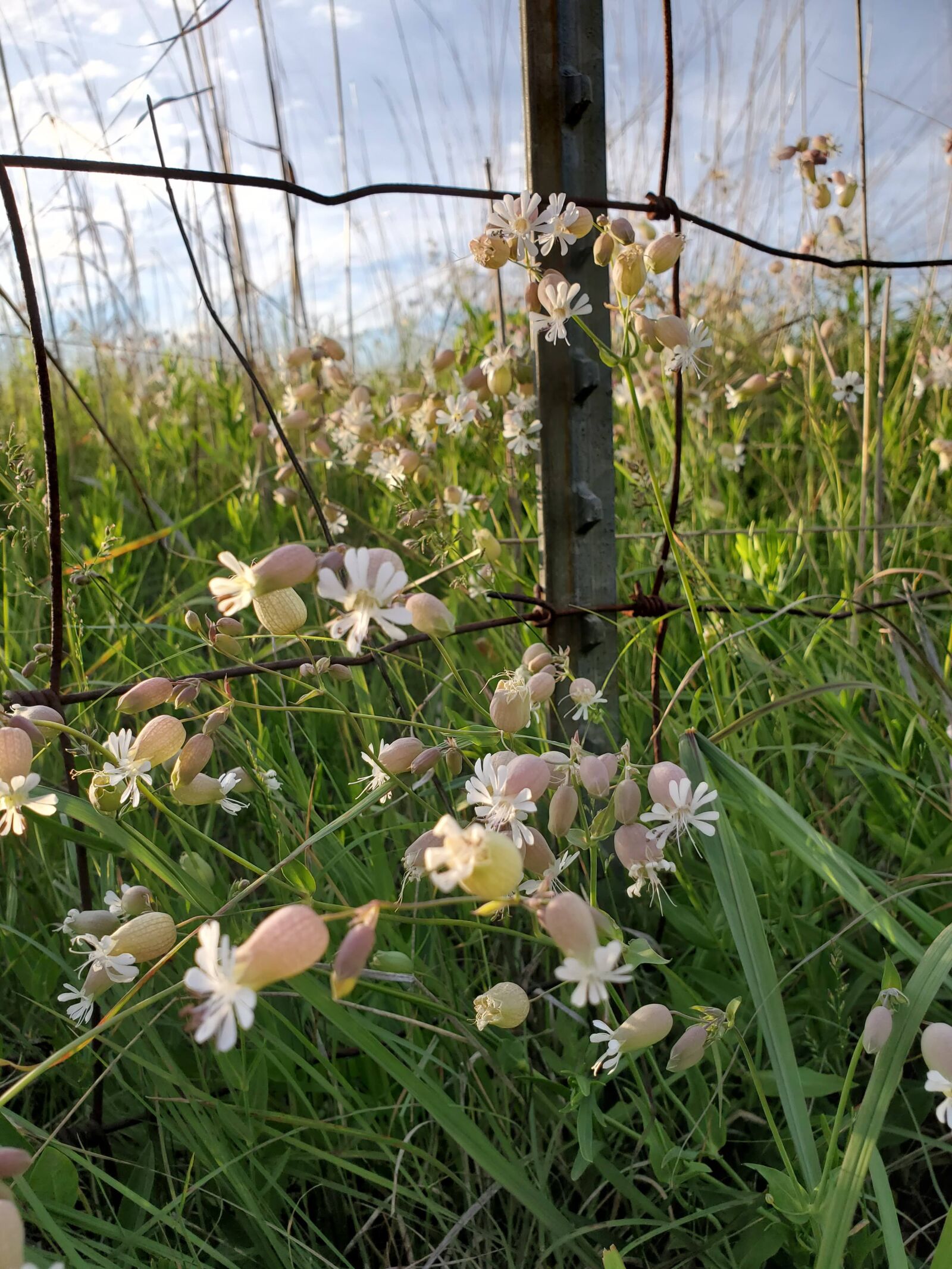 Samsung Galaxy S10e sample photo. Bladder campion, silene vulgaris photography