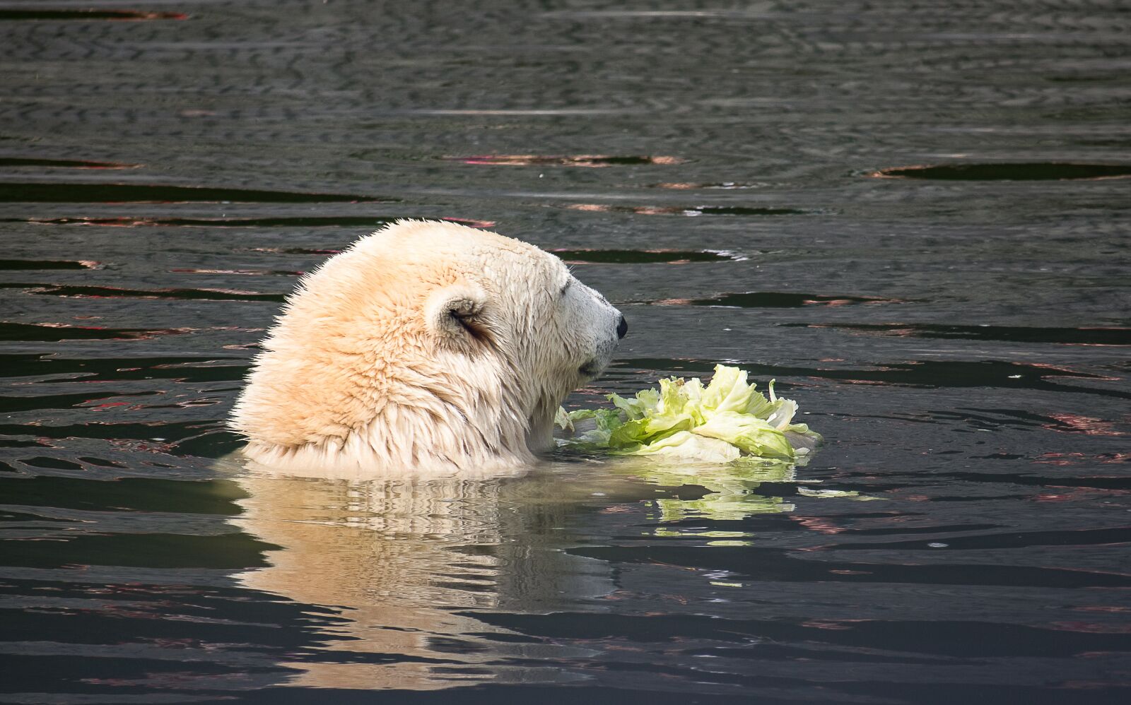 Canon EF-S 55-250mm F4-5.6 IS STM sample photo. Polar bear, predator, animal photography