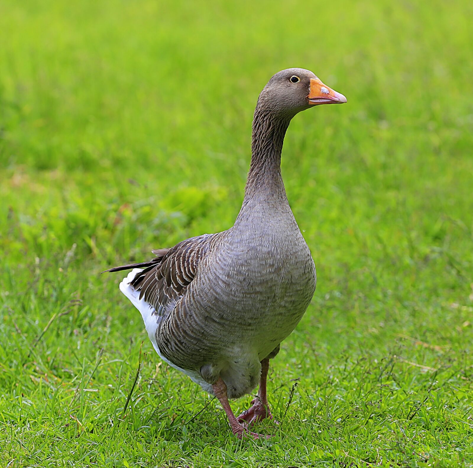 Canon EOS 6D + Canon EF 70-200mm F4L USM sample photo. Goose, village, household photography