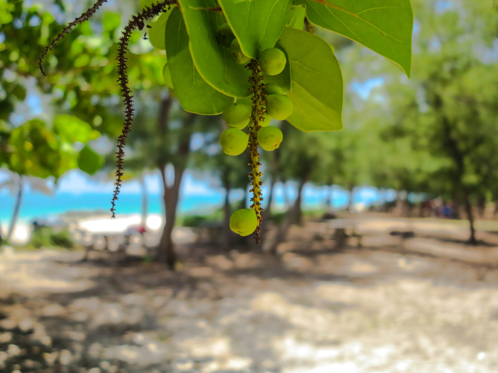 Canon PowerShot G1 X sample photo. Amazing, beach, beautiful, canon photography