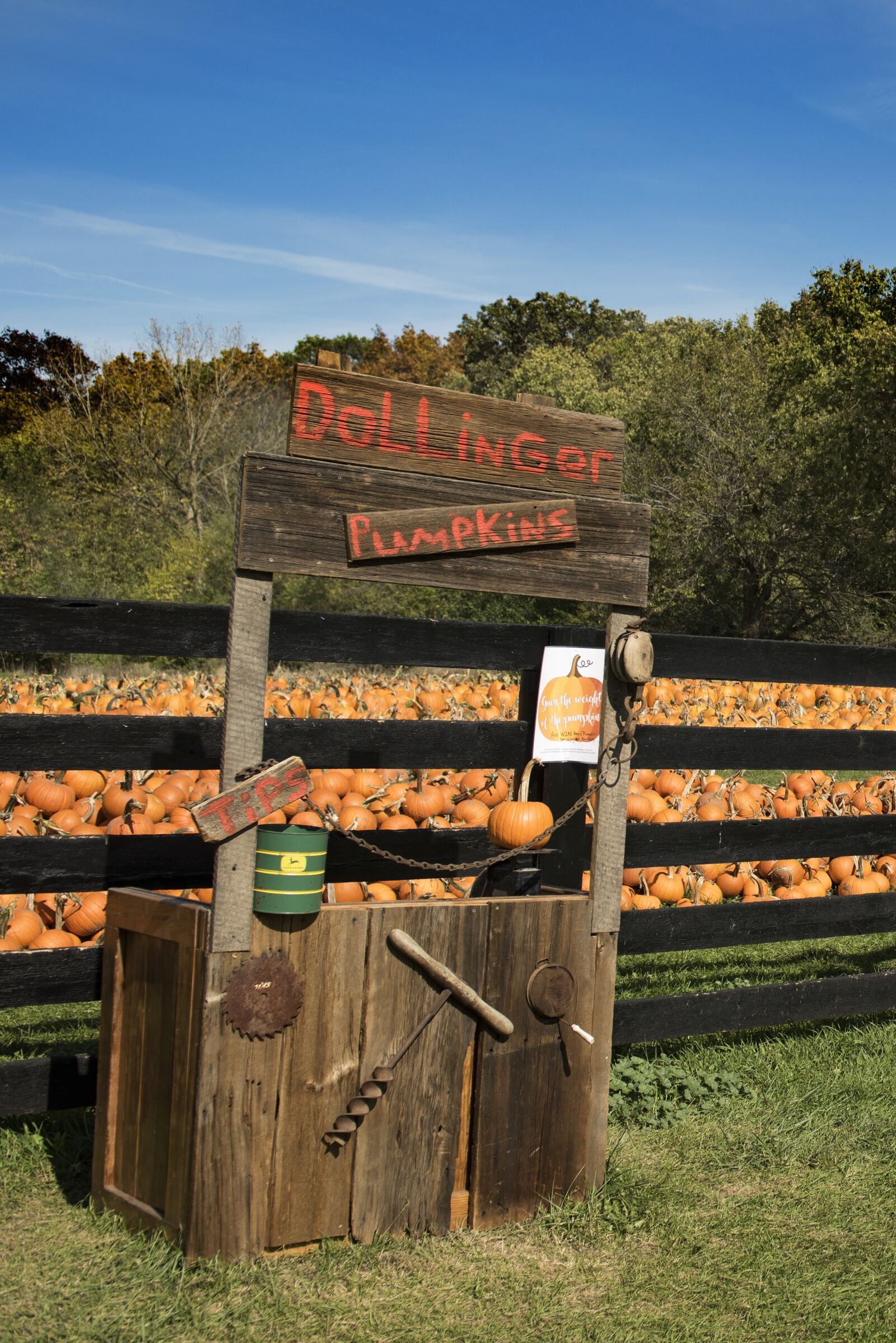 Nikon D810 sample photo. Pumpkins, farm, autumn photography