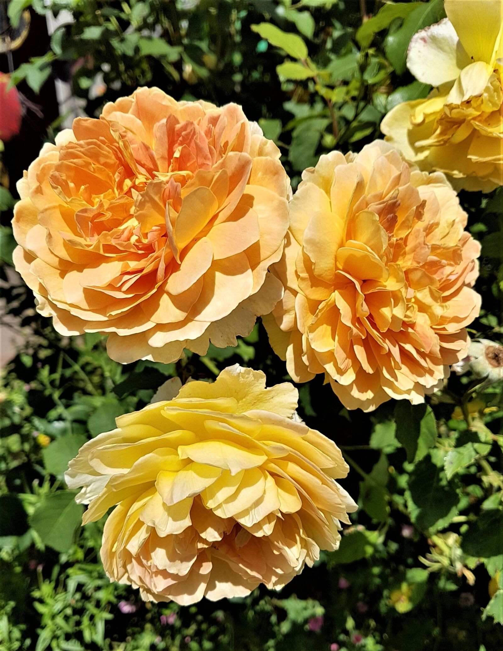 Samsung Galaxy S7 Edge sample photo. Rose, flower, bloom photography