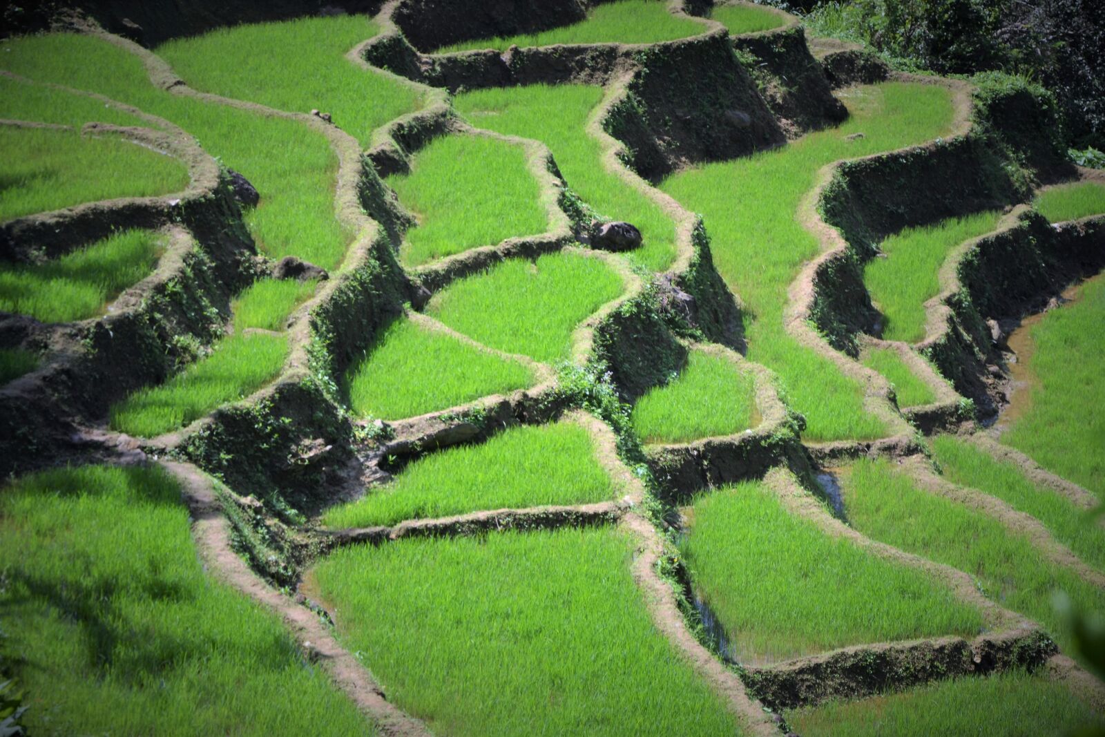 Nikon D3100 sample photo. Agriculture, nature, travel photography