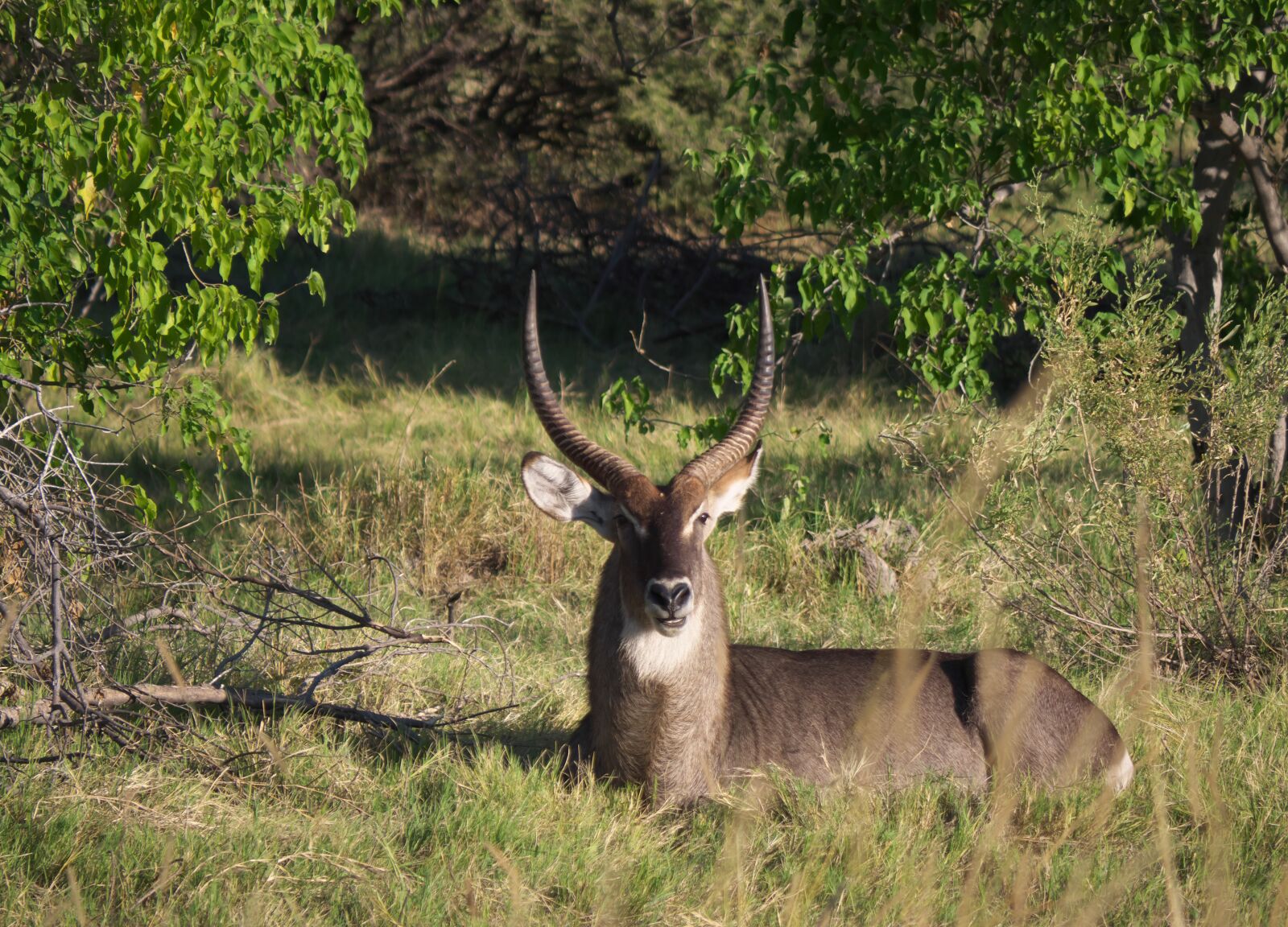 Panasonic Lumix DC-G9 sample photo. Antelope, waterbuck, africa photography