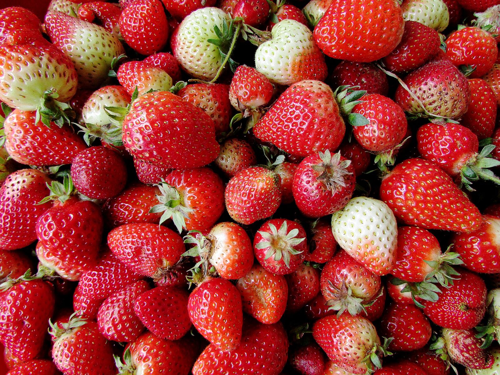 Canon PowerShot SX500 IS sample photo. Strawberries, fruit, red photography