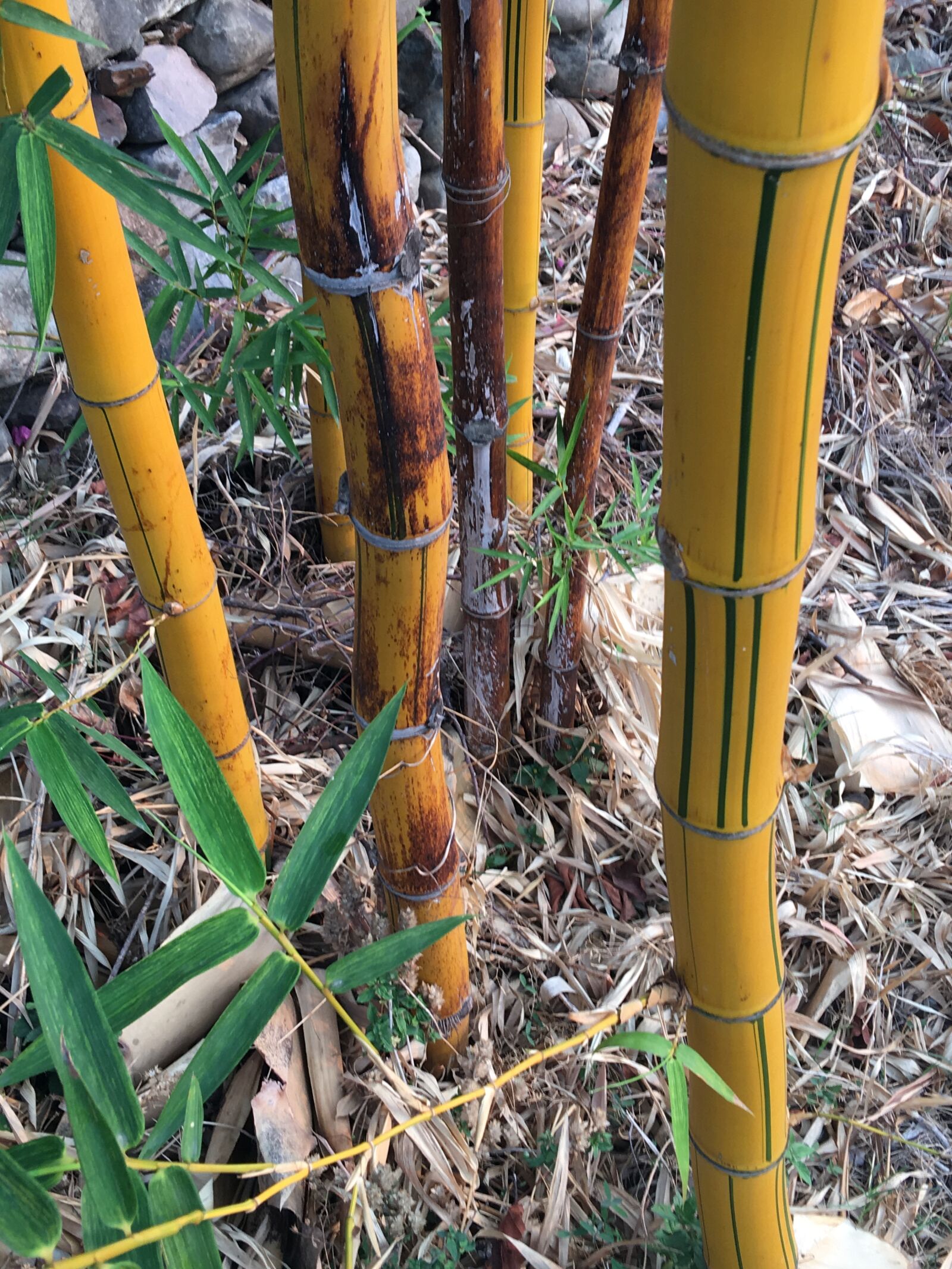 iPhone 6s Plus back camera 4.15mm f/2.2 sample photo. Yellow bamboo, garden, bamboo photography