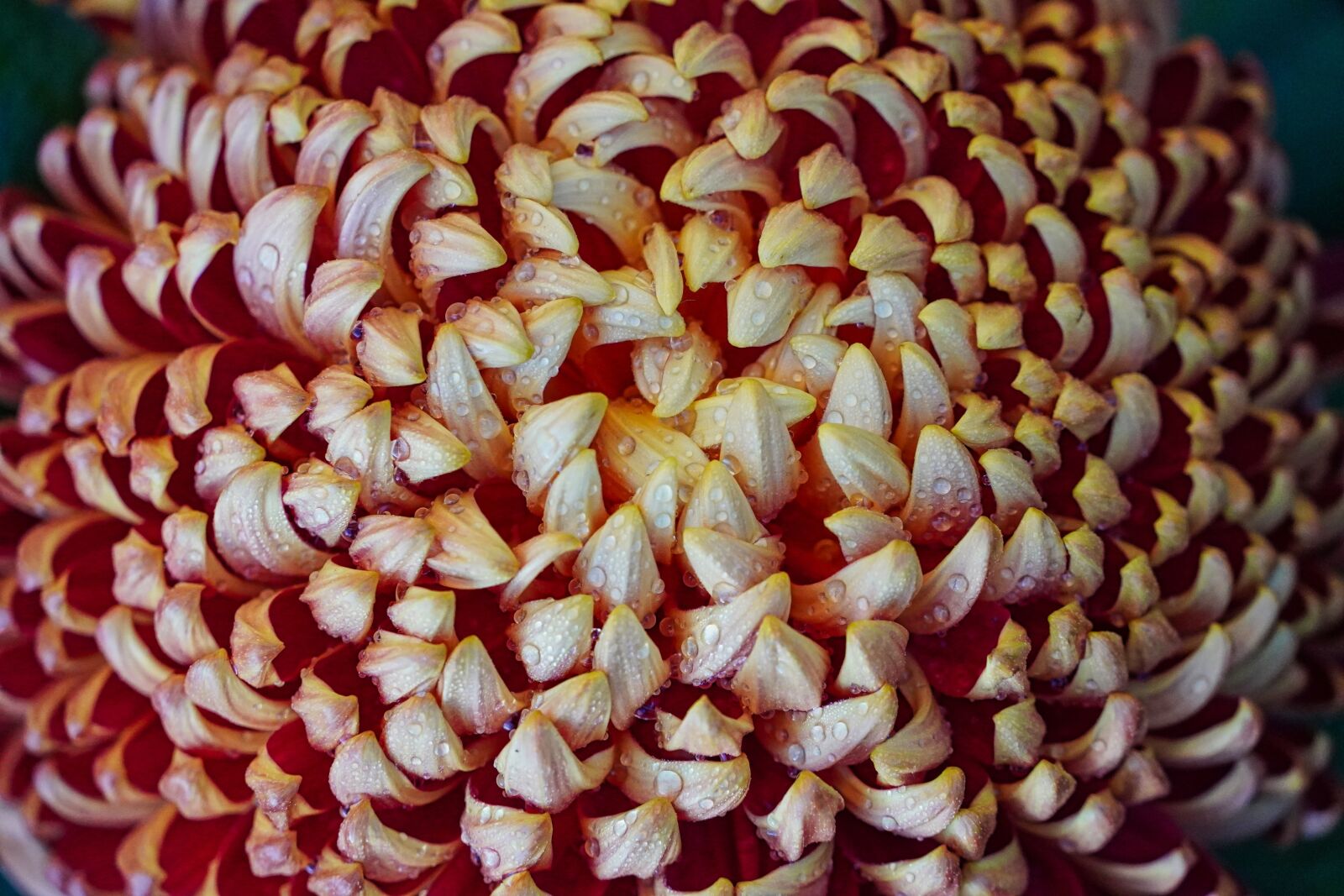 Sony E 18-135mm F3.5-5.6 OSS sample photo. Chrysanthemum, close up, wet photography