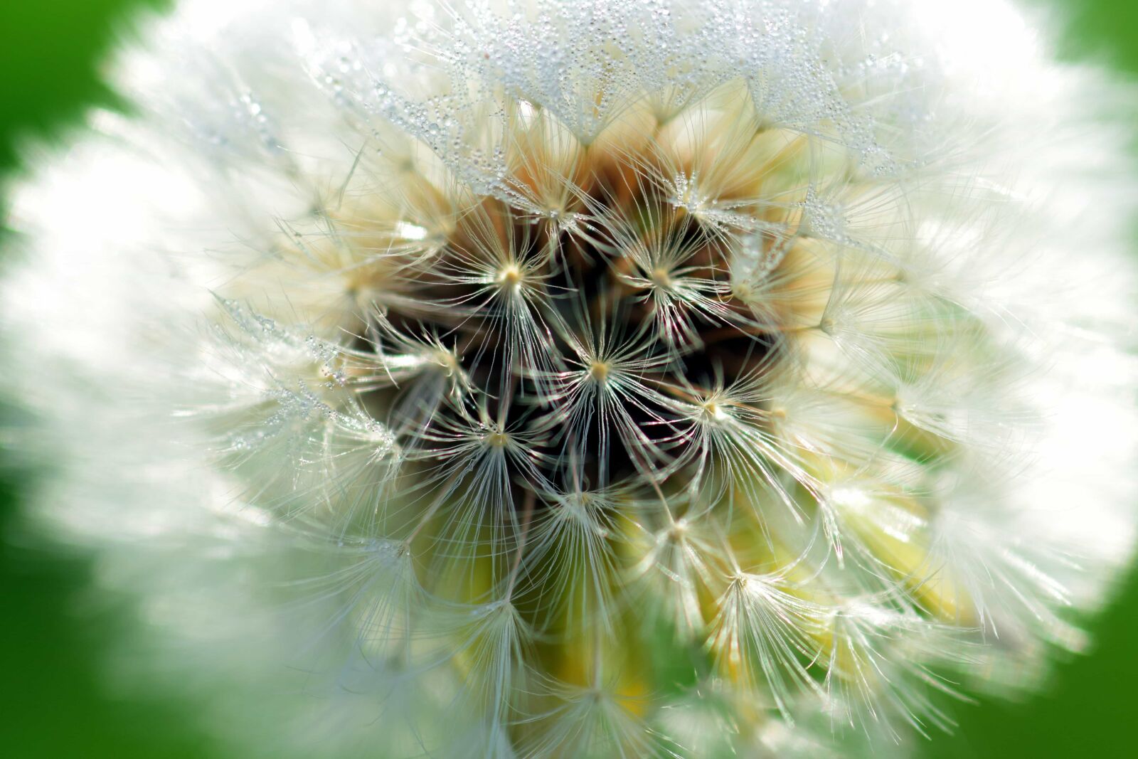 Nikon D3300 sample photo. Dandelion, garden, flower, summer photography