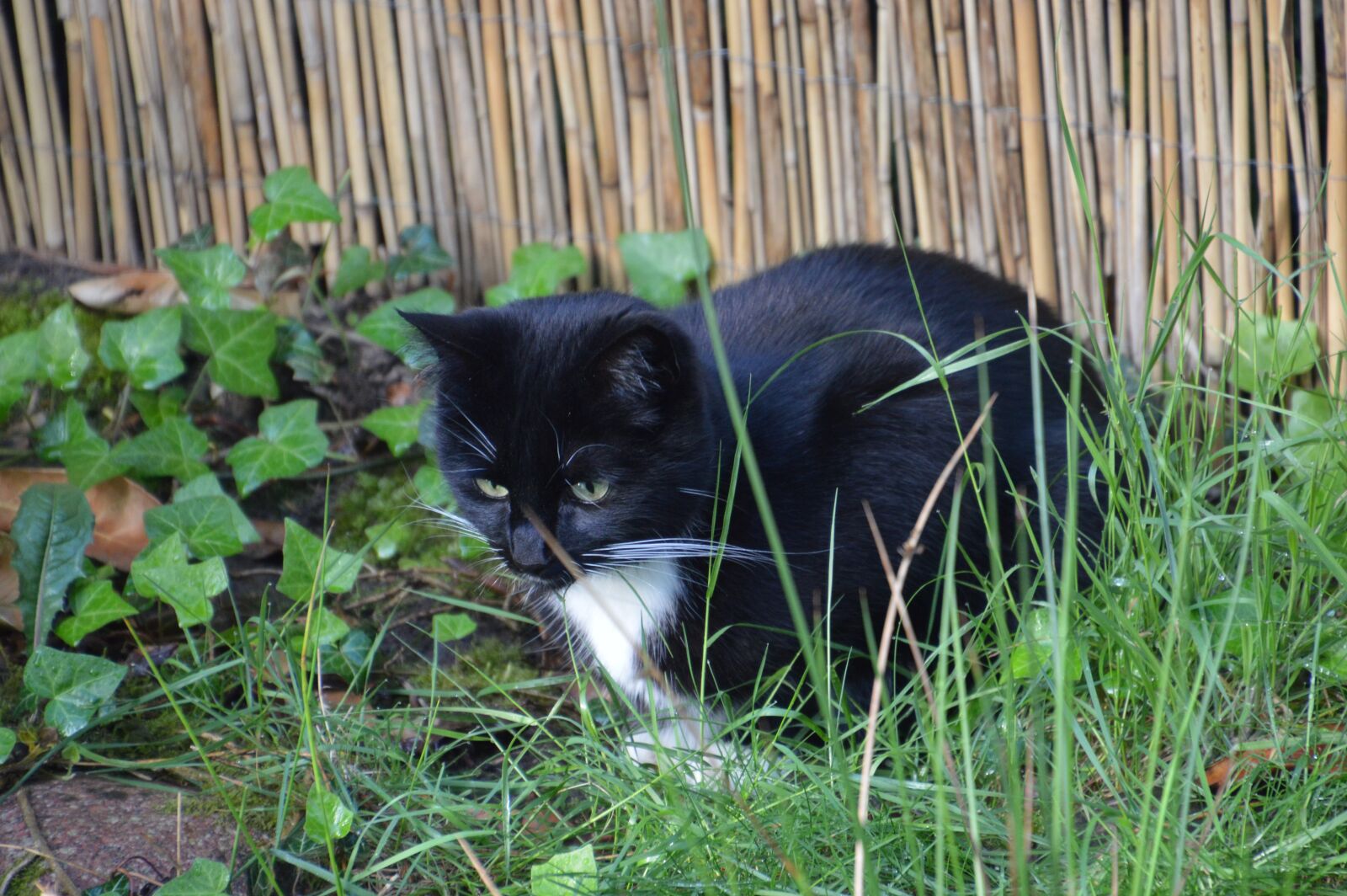 Nikon D3200 sample photo. Domestic cat, garden, idyll photography