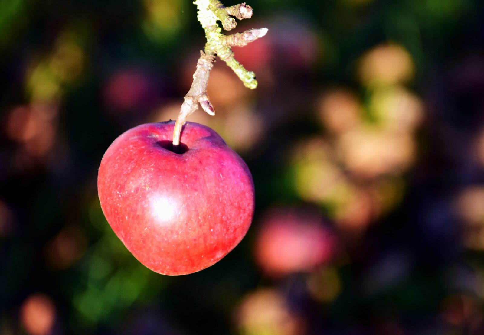 Nikon D3300 sample photo. Fruit, apple, food, nature photography