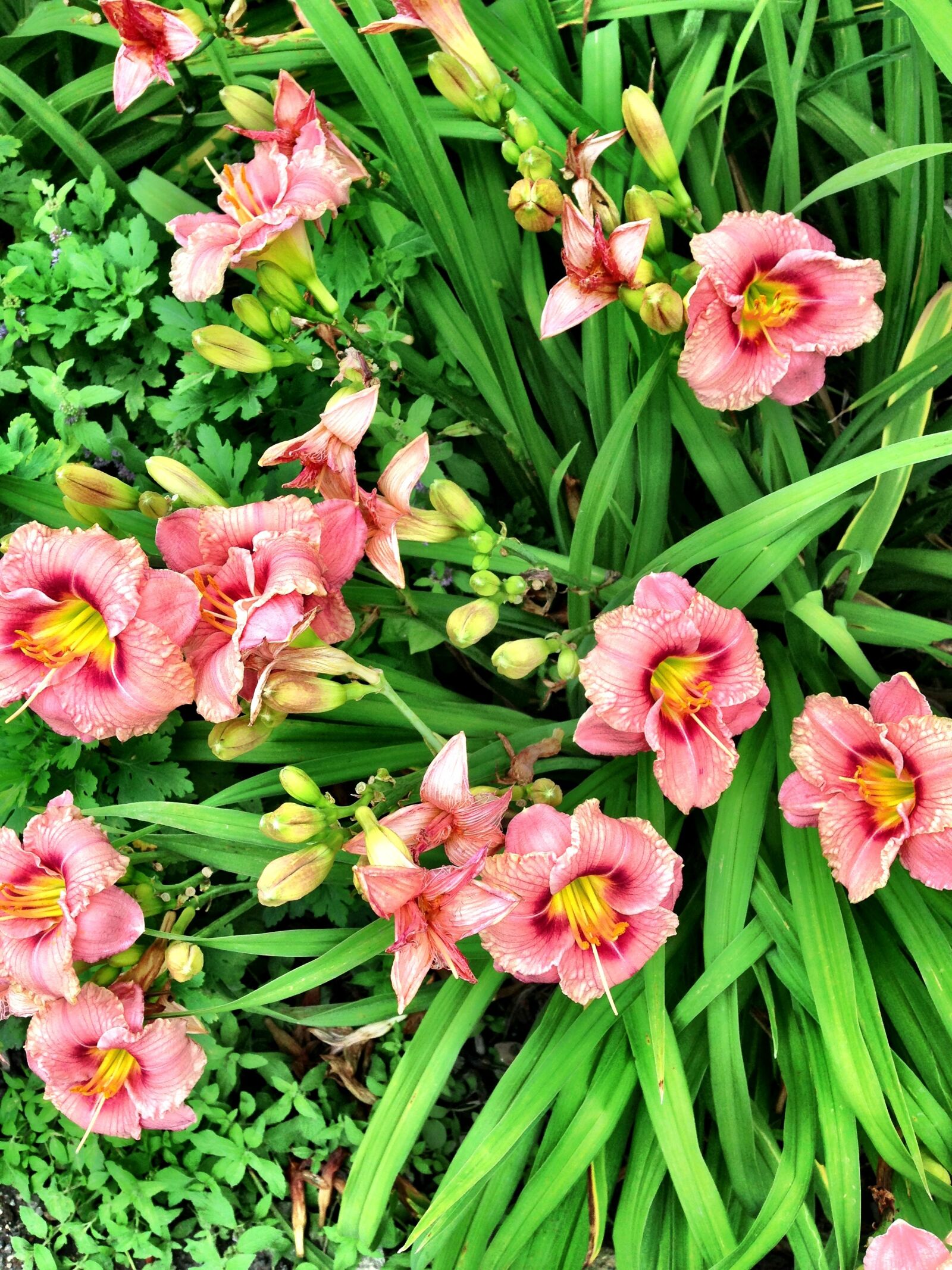 Apple iPhone 5 sample photo. Flowers, blue ridge, north photography