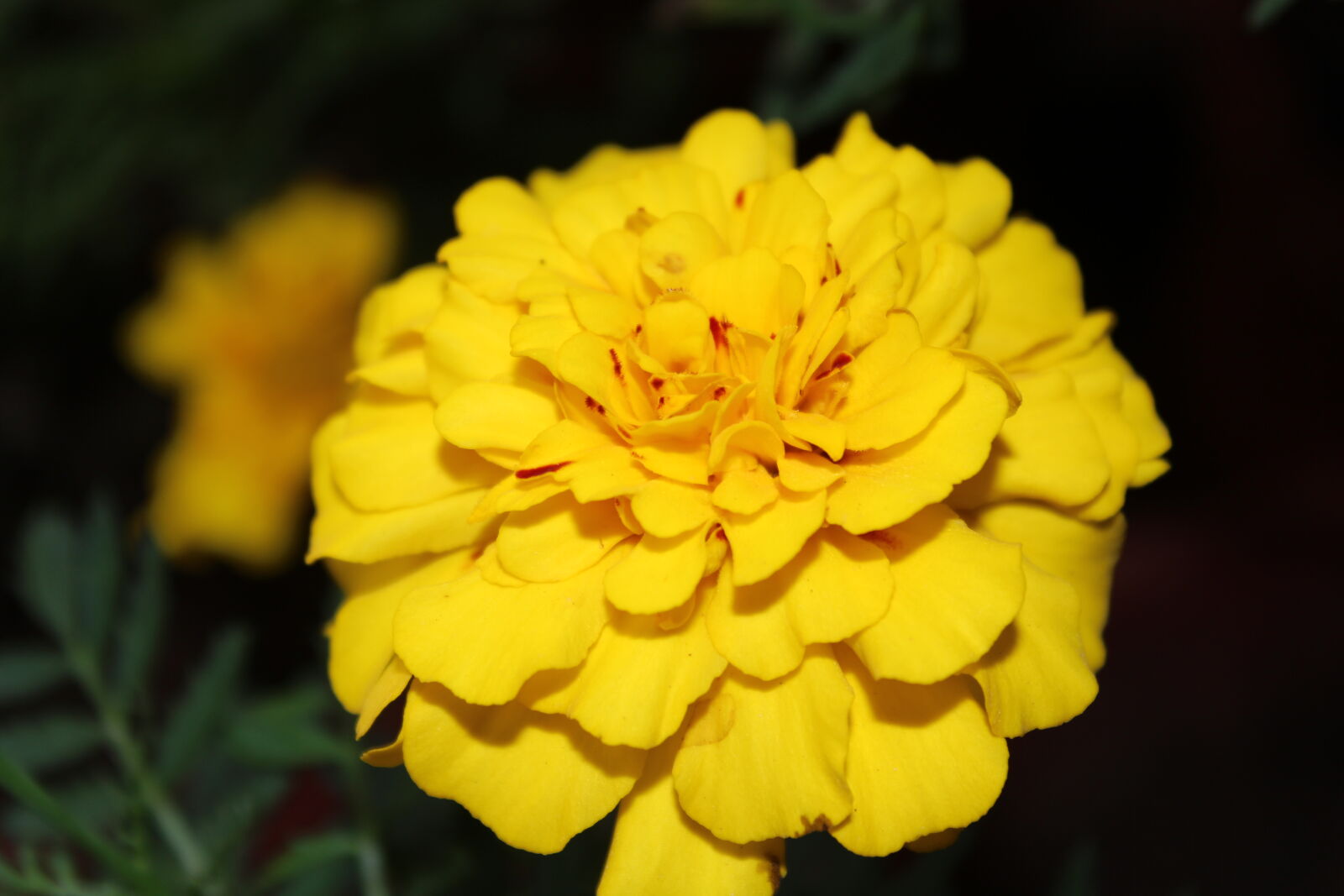 Canon EOS 700D (EOS Rebel T5i / EOS Kiss X7i) sample photo