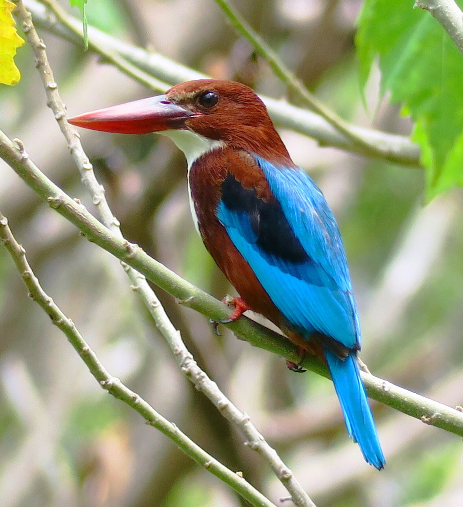 Canon PowerShot G3 X sample photo. White chest kingfisher, bird photography