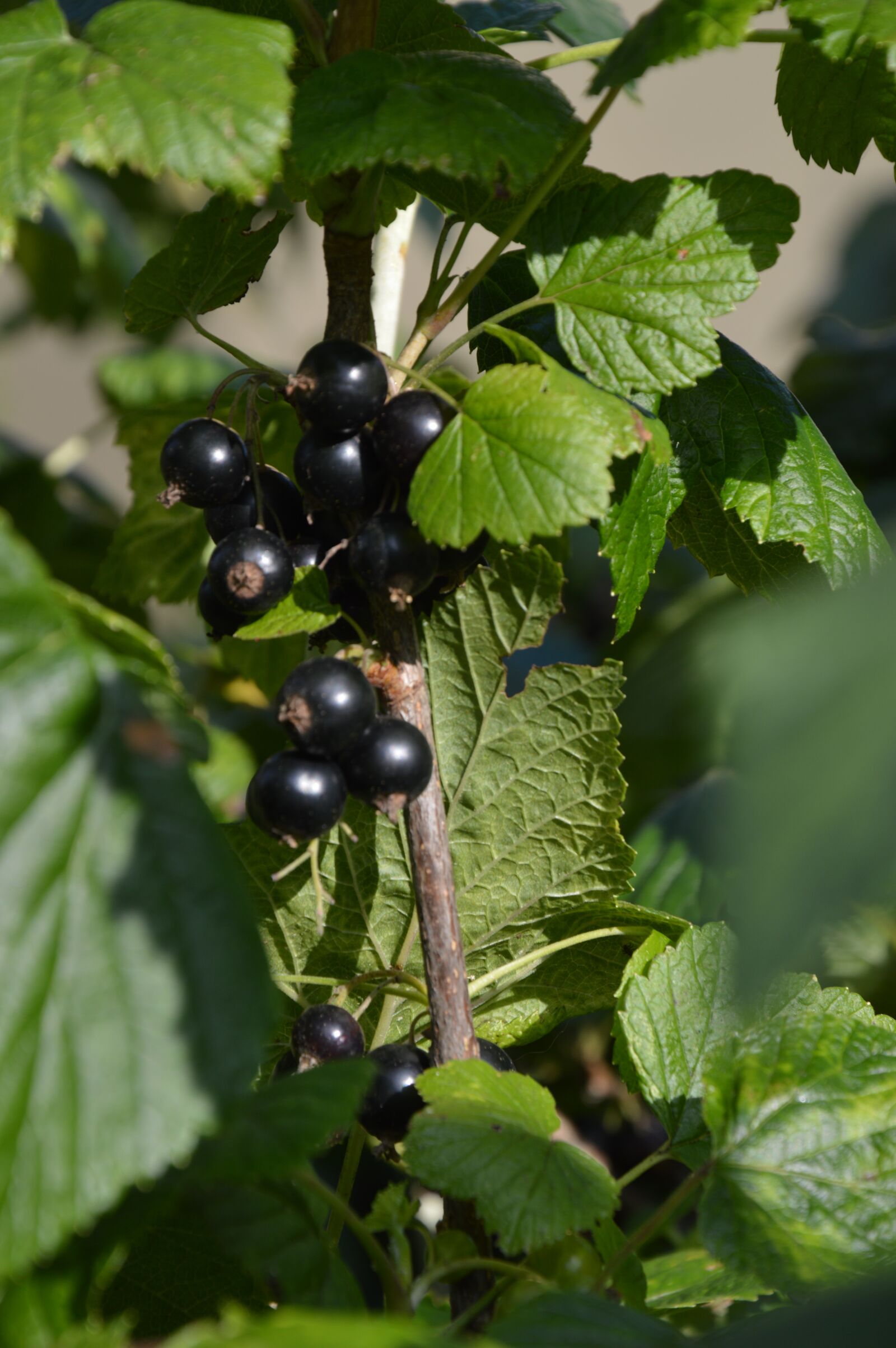 Nikon D3200 sample photo. Currant, black, ripe photography
