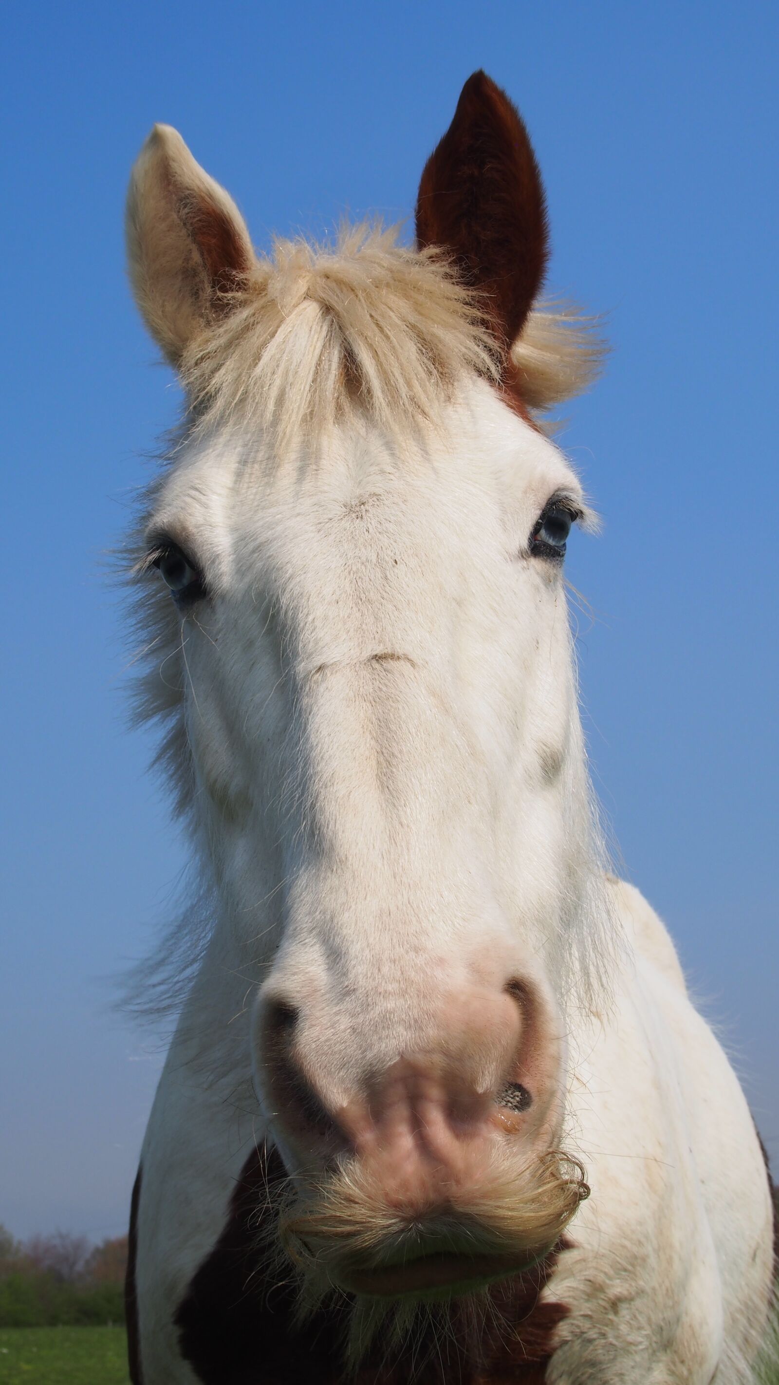 Olympus PEN E-PL5 sample photo. Horse, pony, animal photography