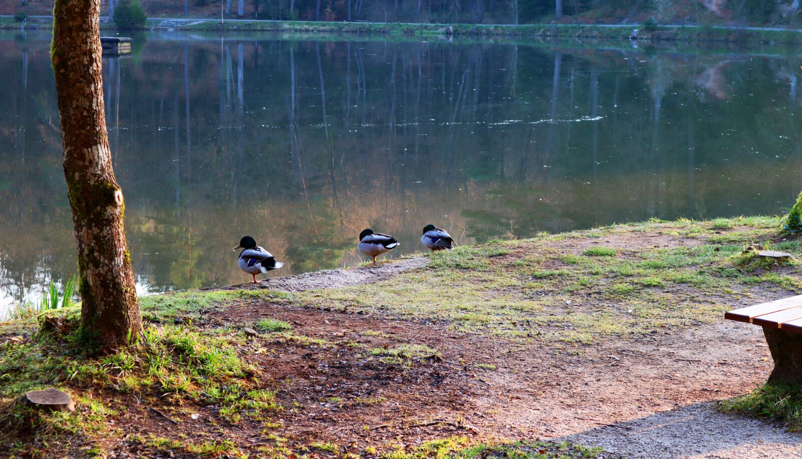 Canon EOS M50 (EOS Kiss M) sample photo. Sunrise, wild ducks, morning photography