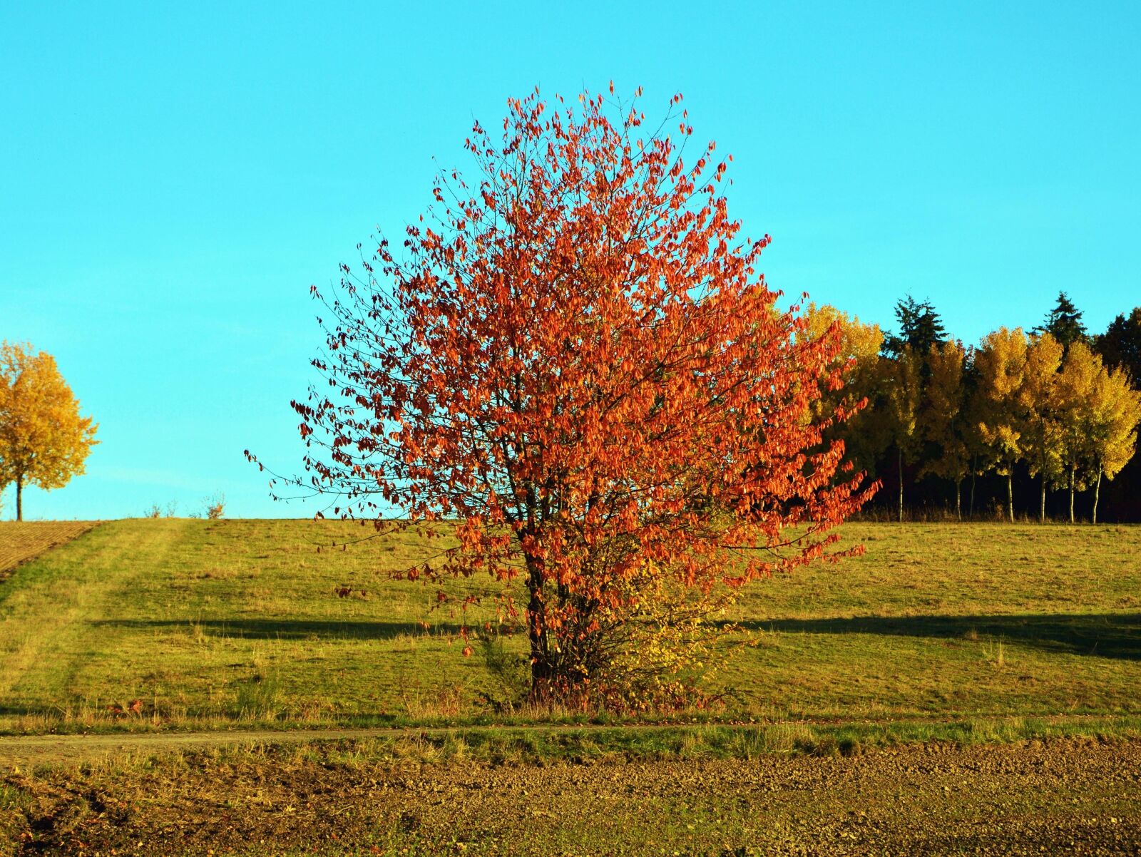 Nikon D5200 sample photo. Autumn, grass, wood, leaves photography