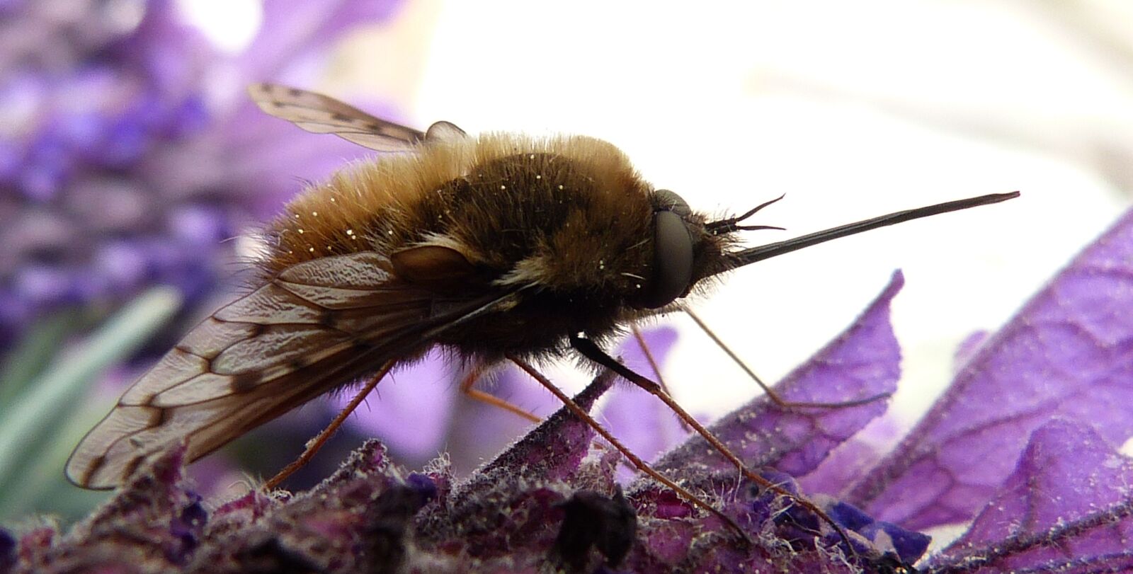 Panasonic Lumix DMC-FZ150 sample photo. Bombyliidae, parasite, insect photography