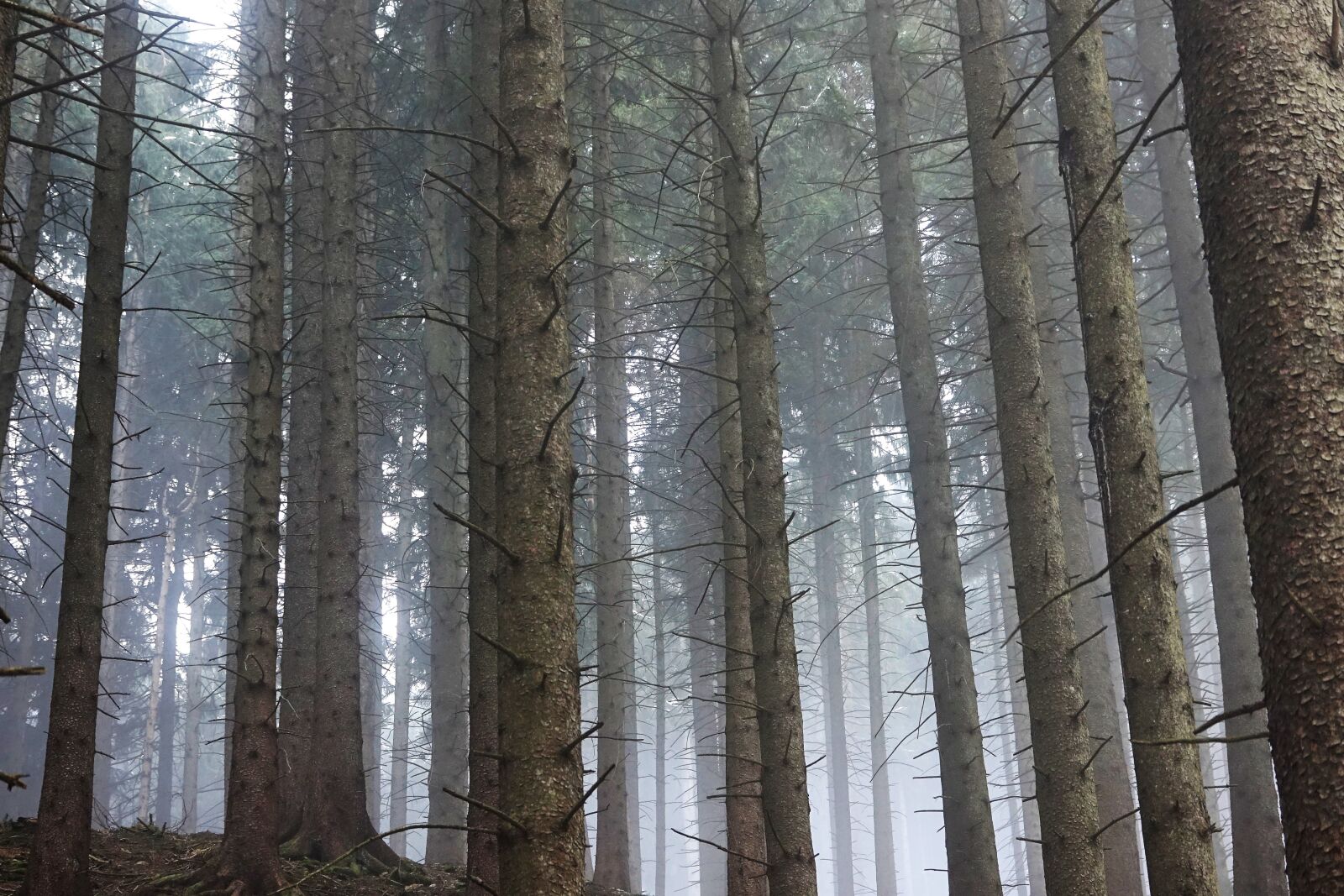 Sony Cyber-shot DSC-RX10 III sample photo. Forest, light, trees photography