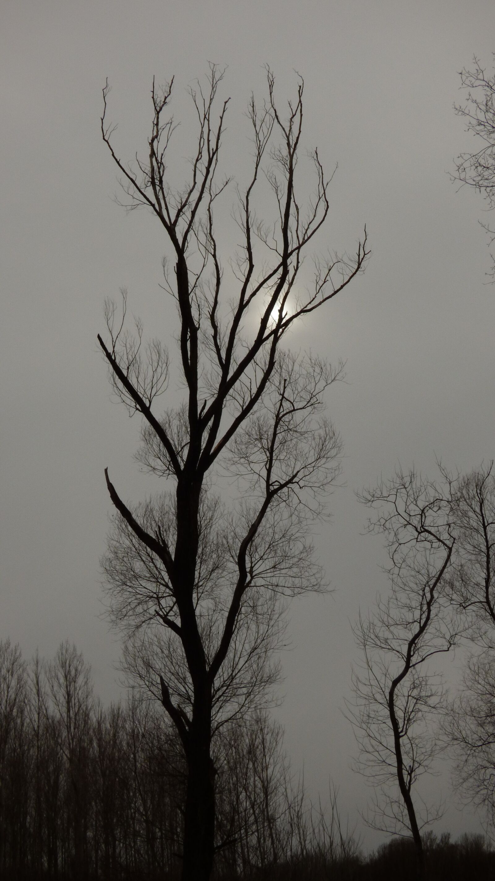Panasonic DMC-FZ72 sample photo. Tree, mrtvy, winter photography