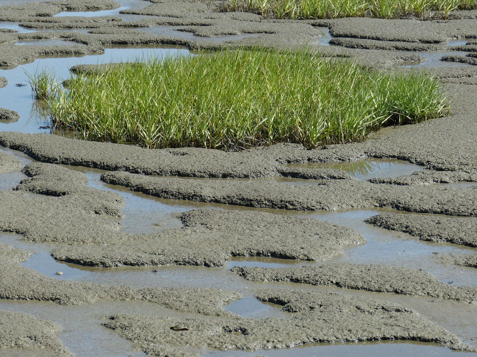 Panasonic Lumix DMC-FZ150 sample photo. Watts, wadden sea, north photography