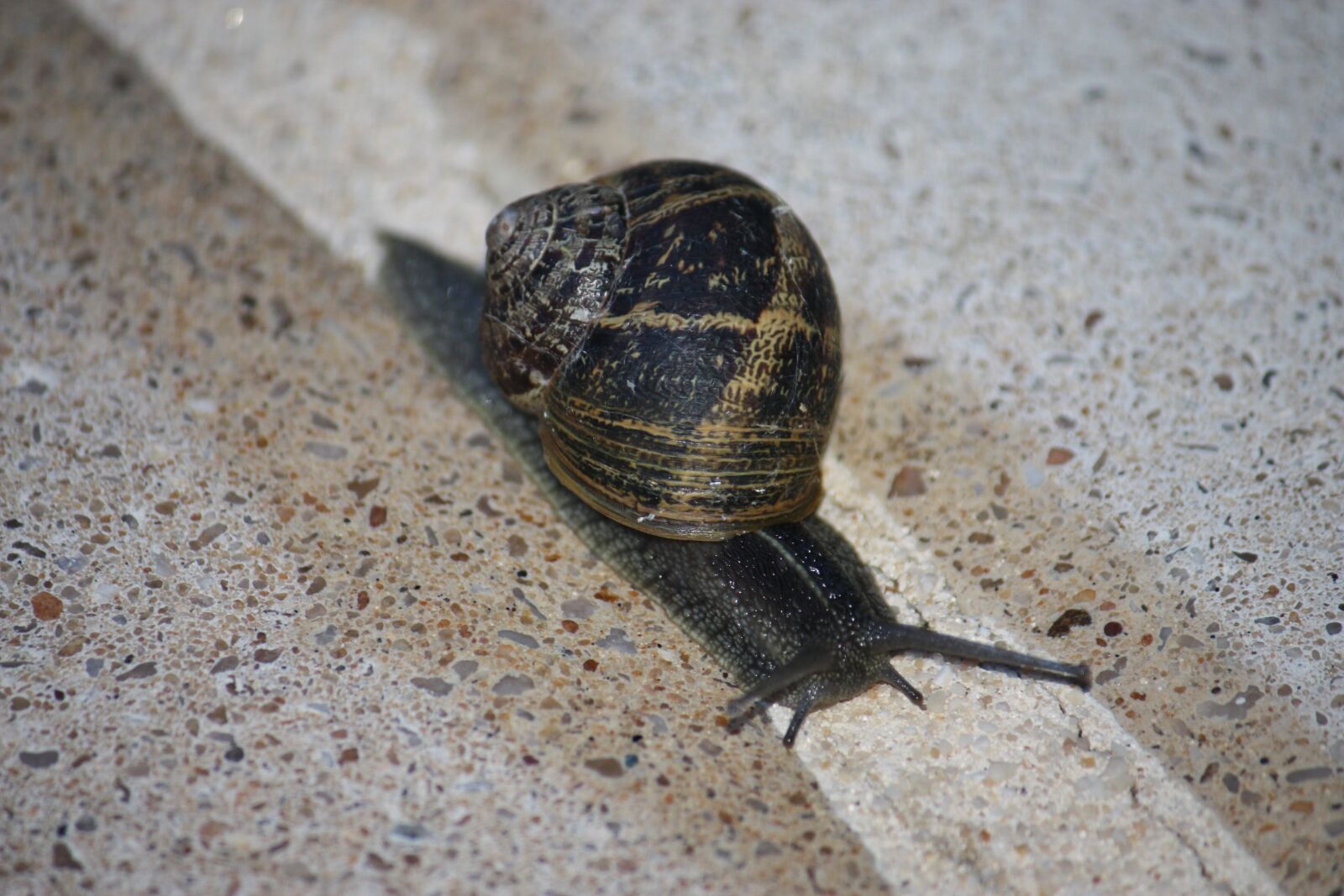 Canon EOS 450D (EOS Rebel XSi / EOS Kiss X2) sample photo. Snail, animals, gastropod photography