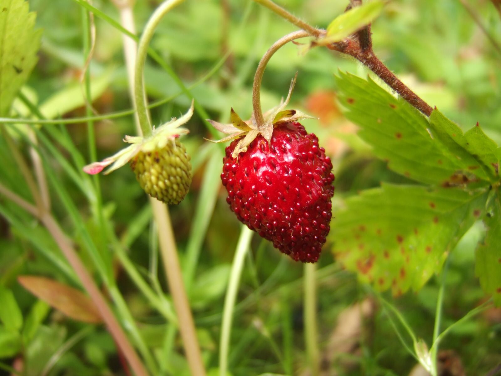 Fujifilm FinePix E900 sample photo. Berry, wild strawberry, garden photography