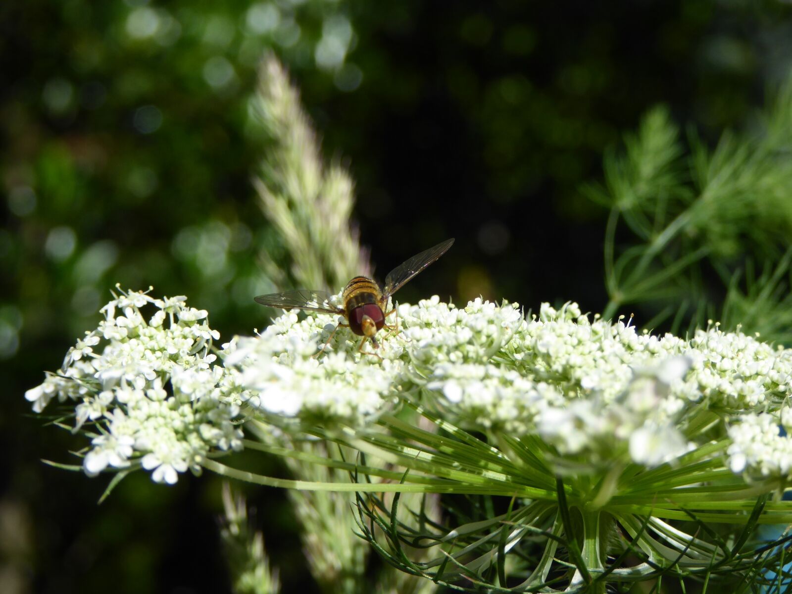 Panasonic DMC-TZ61 sample photo. Insect, fly, bee photography