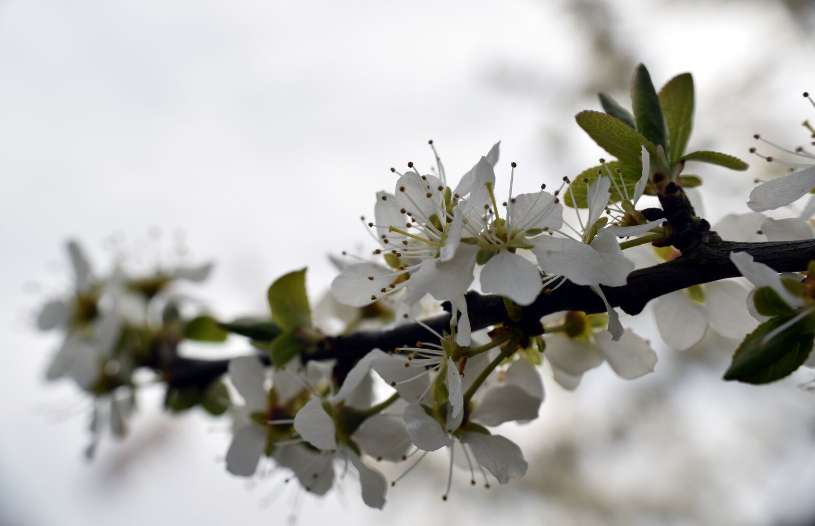 Nikon D5300 sample photo. Branch, flowers, hawthorn photography
