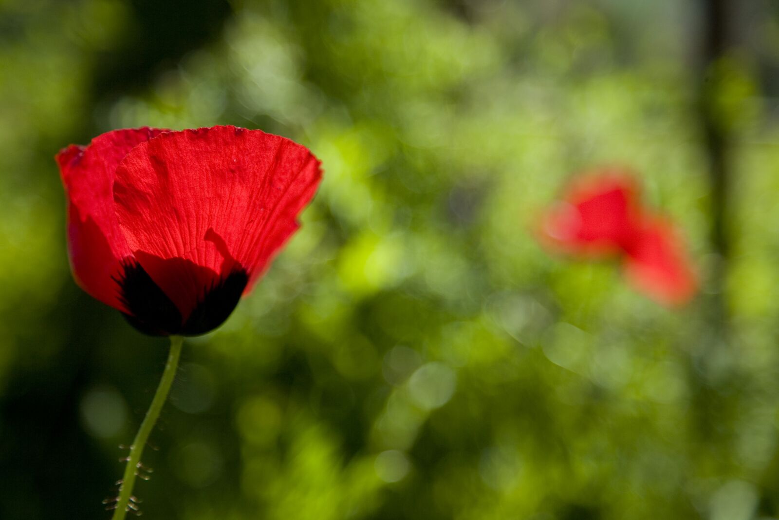 Canon EOS 5D sample photo. Papaver rhoeas, flower, nature photography