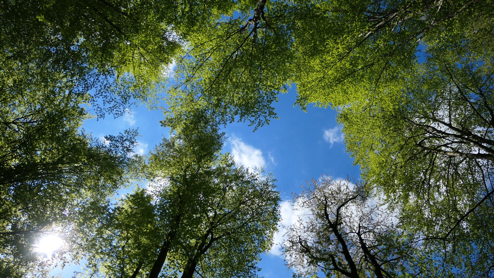 Panasonic Lumix DMC-LX10 (Lumix DMC-LX15) sample photo. Forest, sky, beech forest photography