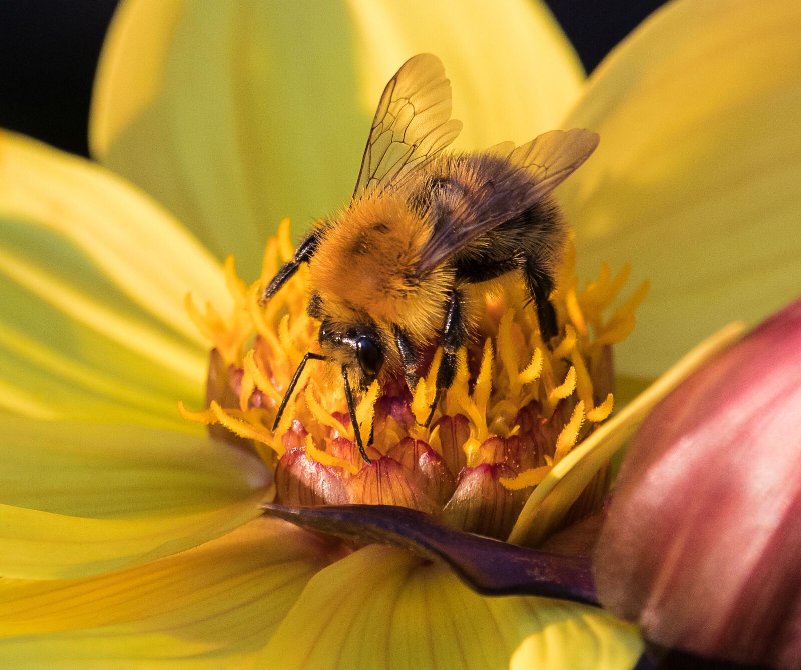 Canon EF-S 55-250mm F4-5.6 IS STM sample photo. Bee, animal, insect photography