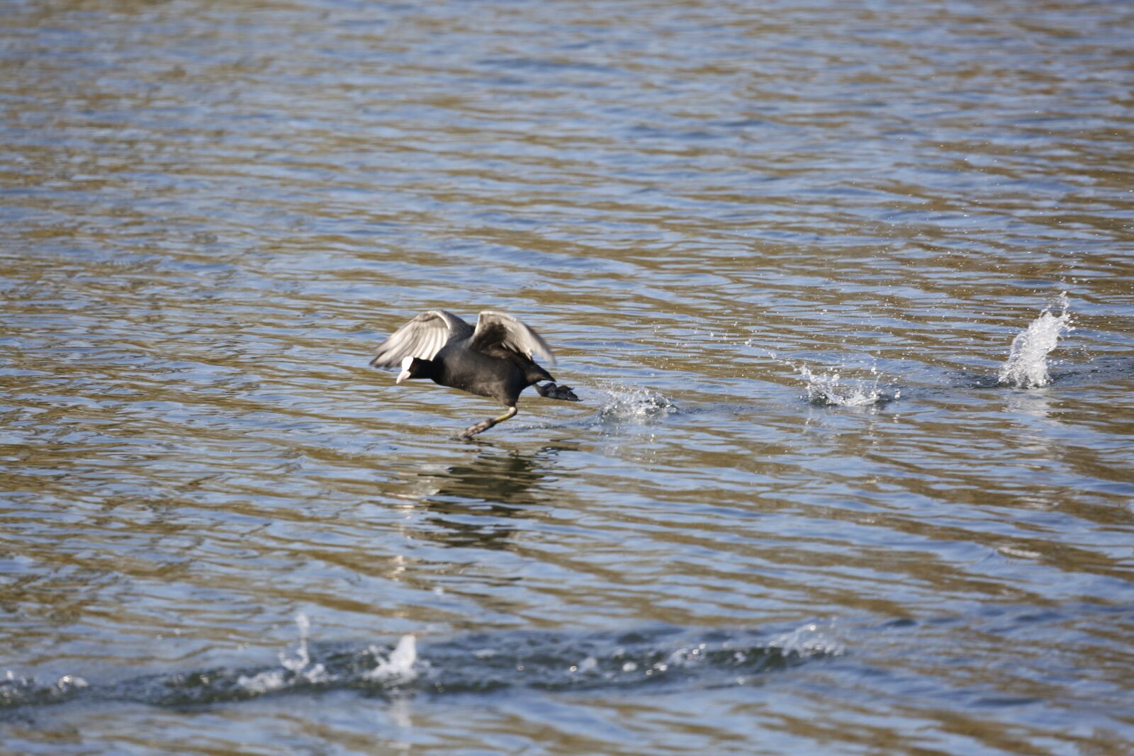 Canon EF 100-400mm F4.5-5.6L IS USM sample photo. Coot, duck, water bird photography